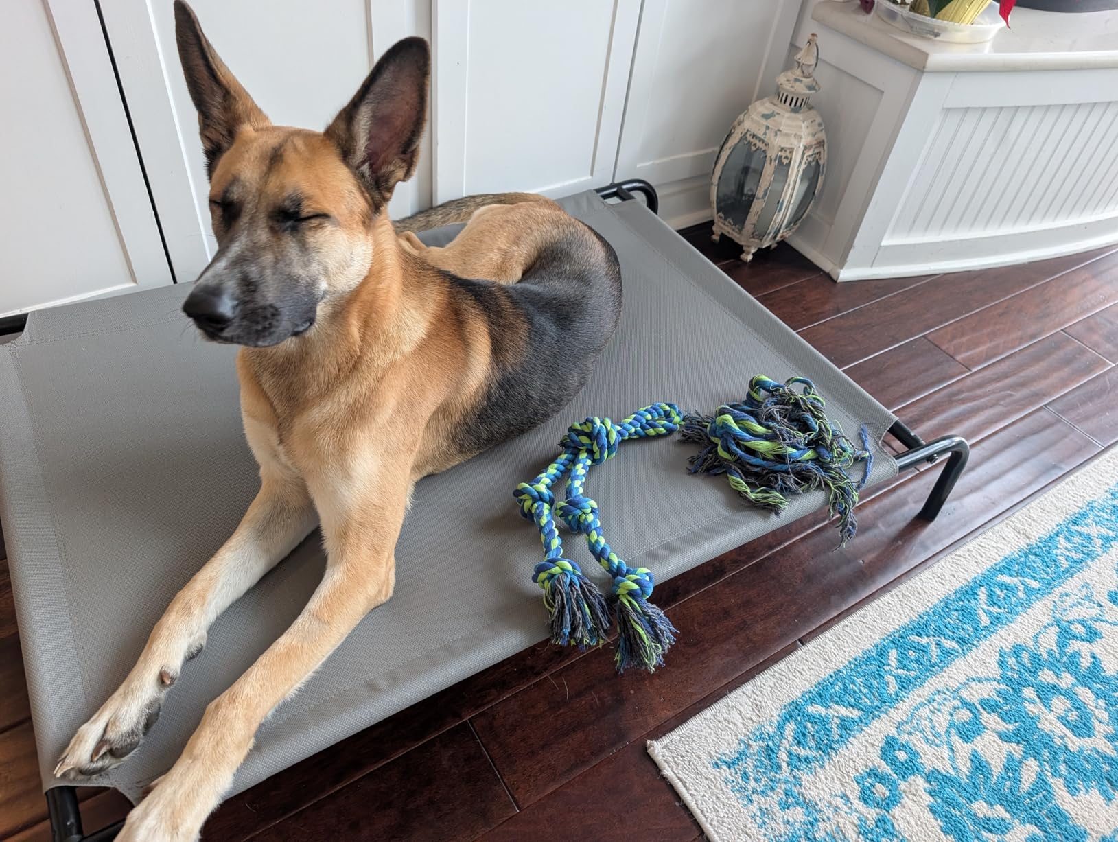 Feeko Heavy Duty Dog Rope Toys for Large Breed Aggressive Chewers, 2 Pack Indestructible Teeth Cleaning Tug of War Toy Customer Review Feeko Heavy Duty Dog Rope Toys for Large Breed Aggressive Chewers, 2 Pack Indestructible Teeth Cleaning Tug of War Toy - Customer Photo 1