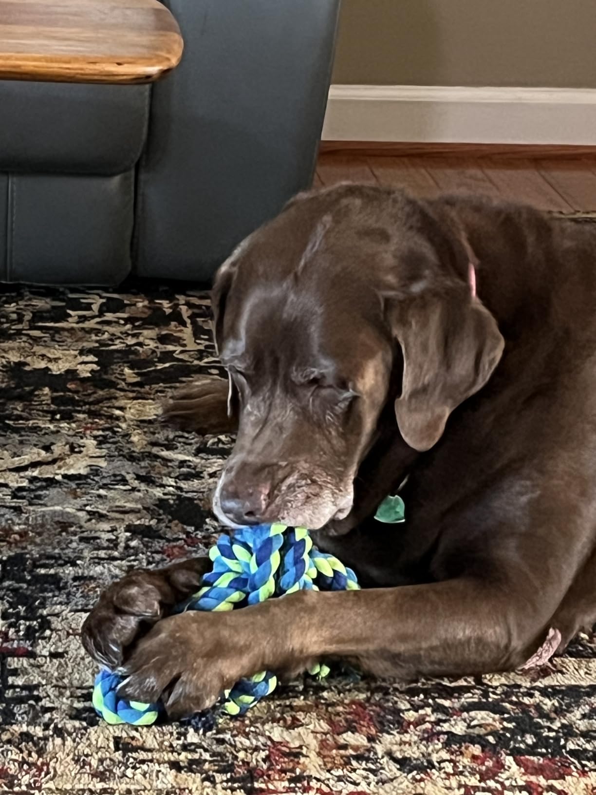 Feeko Heavy Duty Dog Rope Toys for Large Breed Aggressive Chewers, 2 Pack Indestructible Teeth Cleaning Tug of War Toy Customer Review Feeko Heavy Duty Dog Rope Toys for Large Breed Aggressive Chewers, 2 Pack Indestructible Teeth Cleaning Tug of War Toy - Customer Photo 2