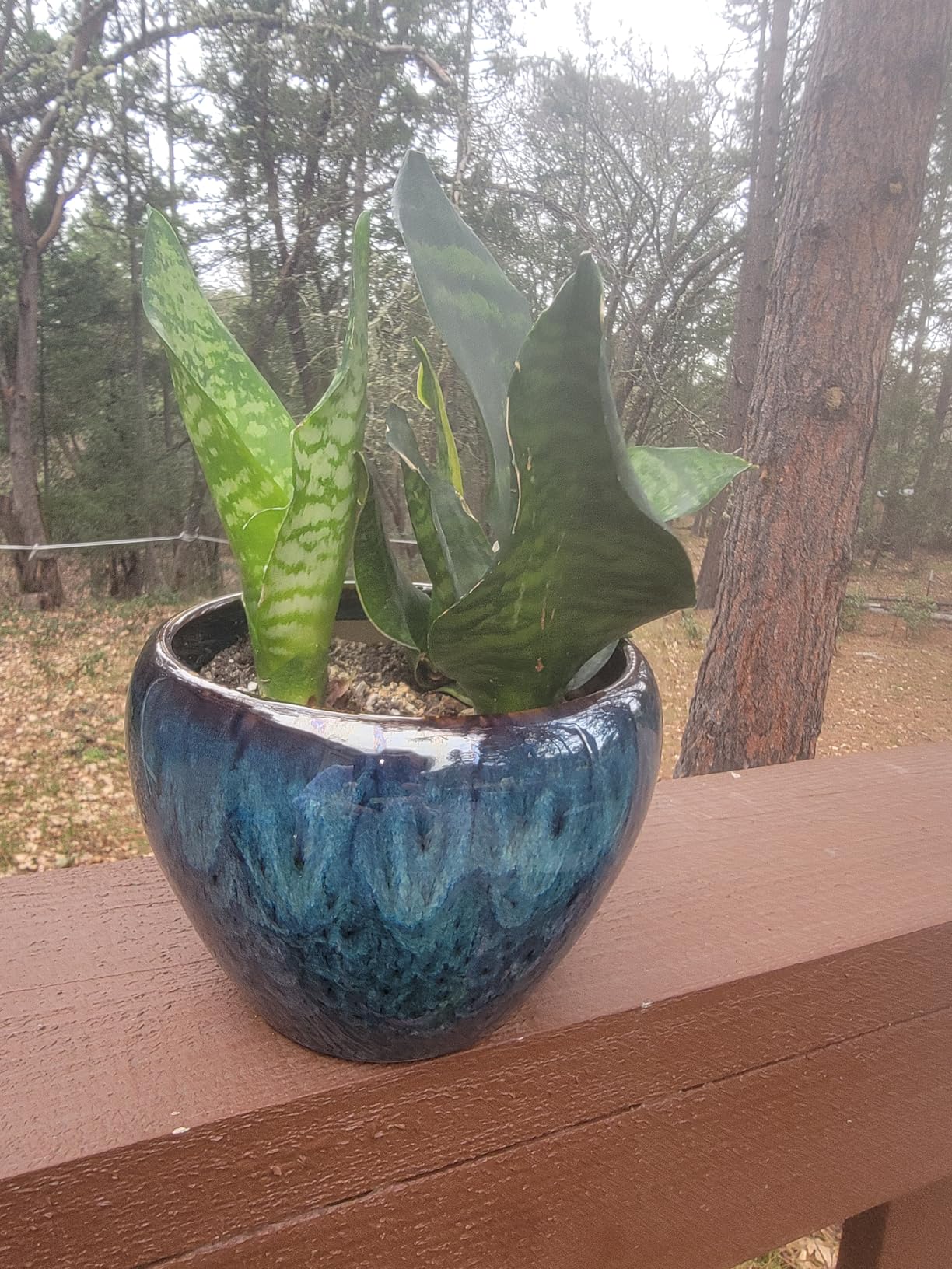 Ceramic Modern Glaze Succulent Planter Pot with Drainage Hole and Saucer 6 Inch Round Flower Plant Pot for Indoor Outdoor Herb Snake Plants - Customer Photo 1