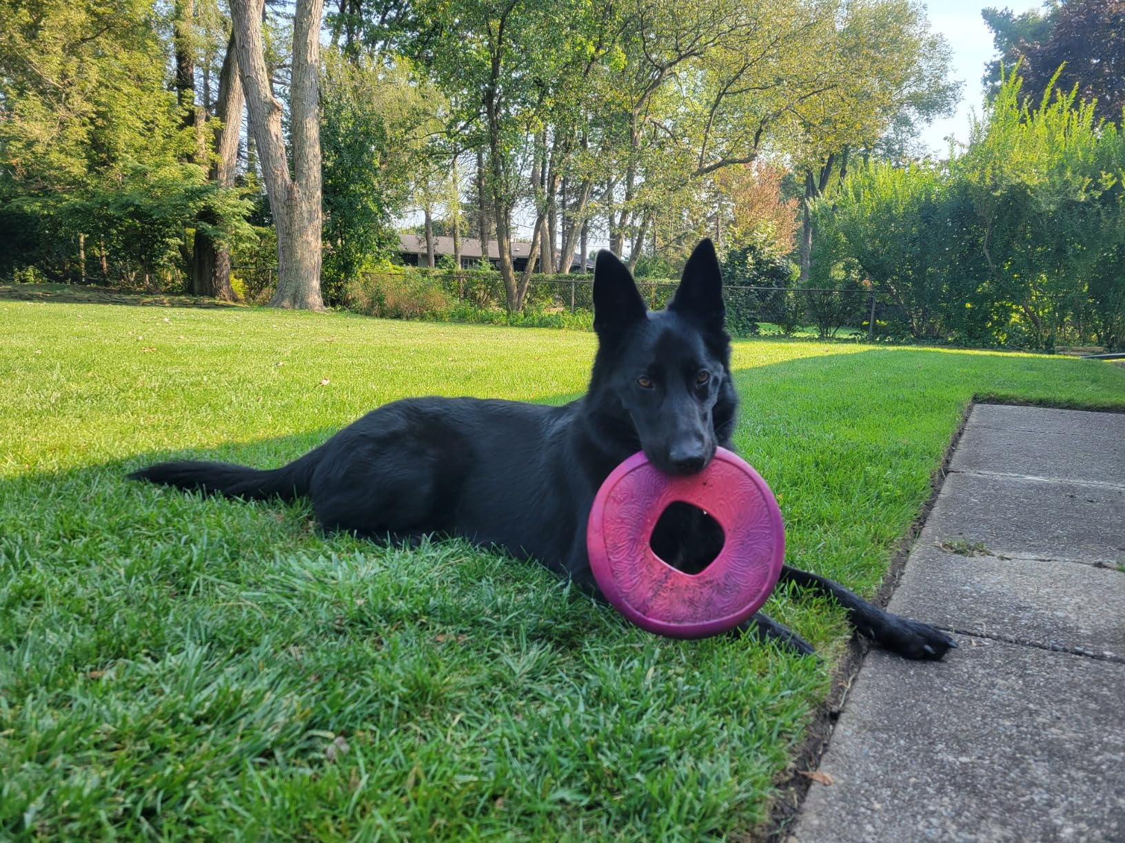WEST PAW Seaflex Sailz Dog Toy Flying Disc - Machine Washable Eco-Friendly Zogoflex Toys for Moderate Chewers - Perfect for Fetch, Gnawing, Catch, Pet Training - Surf - Customer Photo 2