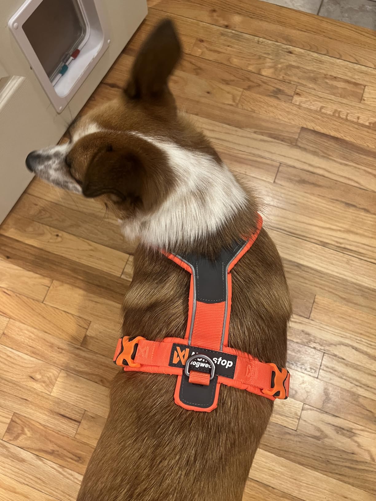 Non-Stop Dogwear Line Harness 5.0, Padded Dog Harness for Medium Dogs, Made for Hiking, Sport and Everyday Active Life with 3 Leash Clips, Reflectors and Ergonomic Fit - Customer Photo 2