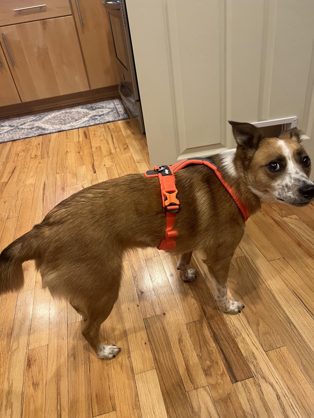 Non-Stop Dogwear Line Harness 5.0, Padded Dog Harness for Medium Dogs, Made for Hiking, Sport and Everyday Active Life with 3 Leash Clips, Reflectors and Ergonomic Fit - Customer Photo 4