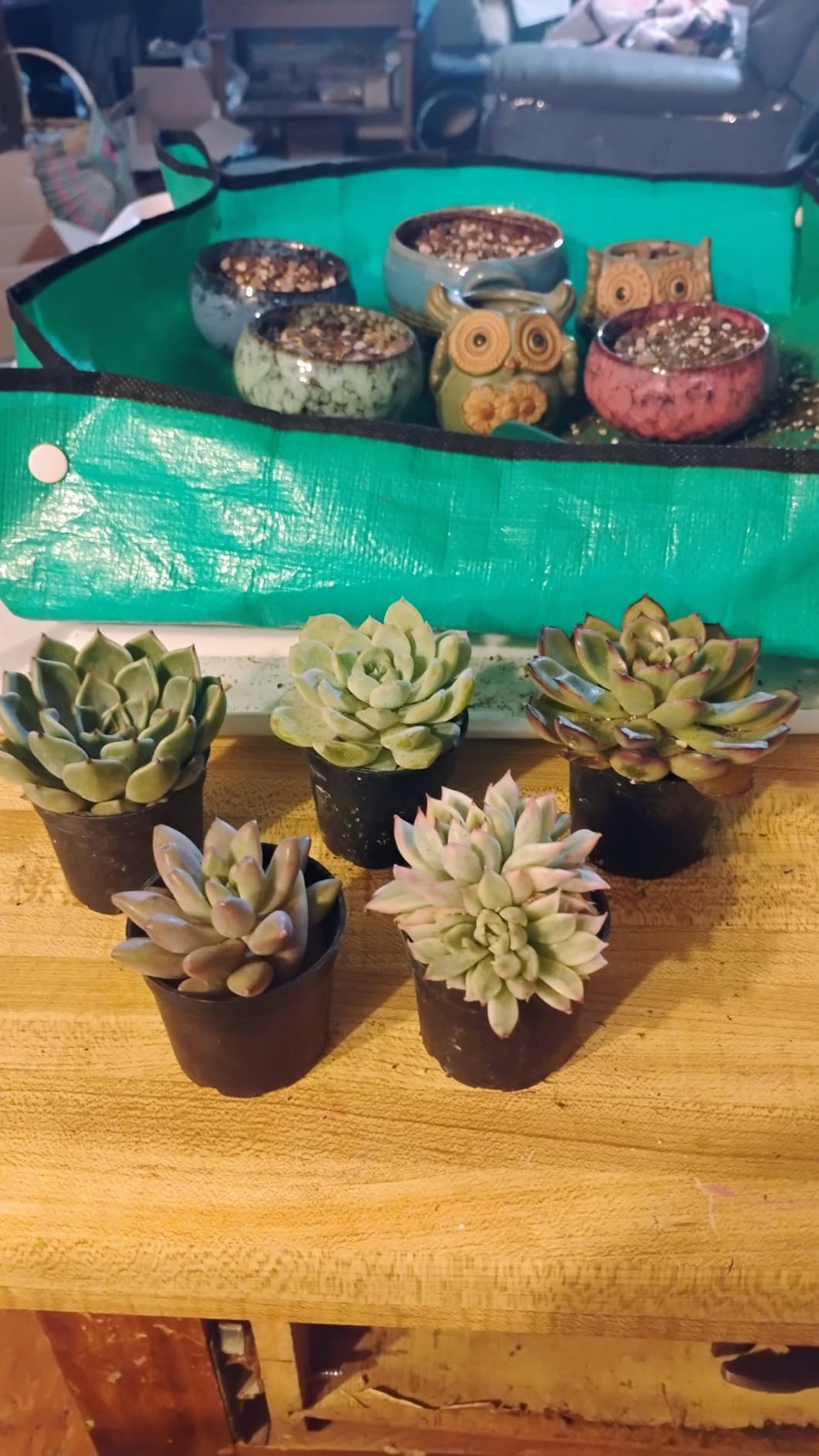 Sprout N Green Live Succulent Plants, 5 Pack Assorted Real Succulents Potted in 2 inch Starter Pot with Soil Mix, Rare Small Indoor House Plants for Home Garden Wedding Decor Party Favor Customer Review Sprout N Green Live Succulent Plants, 5 Pack Assorted Real Succulents Potted in 2 inch Starter Pot with Soil Mix, Rare Small Indoor House Plants for Home Garden Wedding Decor Party Favor - Customer Photo 1