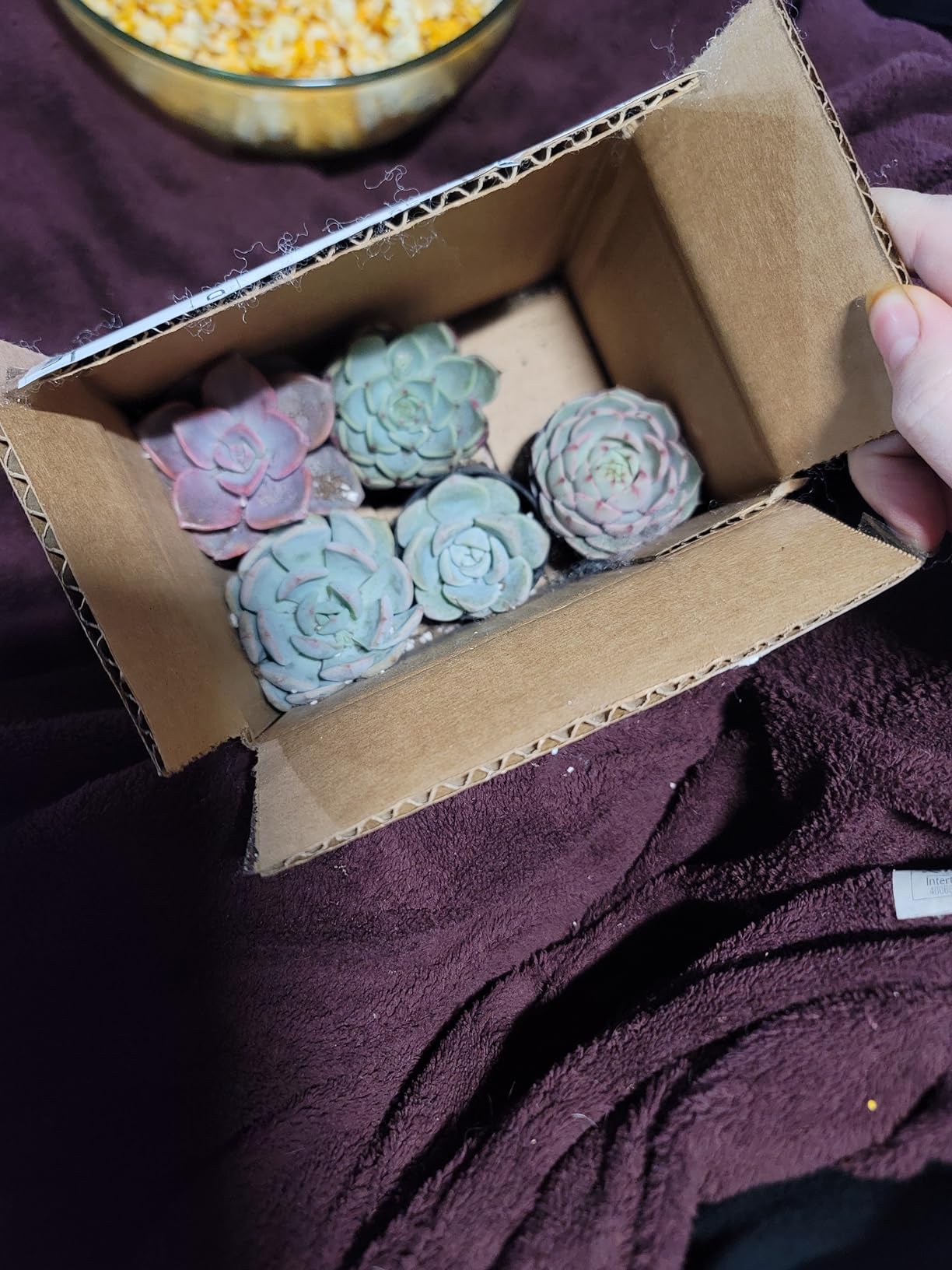 Sprout N Green Live Succulent Plants, 5 Pack Assorted Real Succulents Potted in 2 inch Starter Pot with Soil Mix, Rare Small Indoor House Plants for Home Garden Wedding Decor Party Favor Customer Review Sprout N Green Live Succulent Plants, 5 Pack Assorted Real Succulents Potted in 2 inch Starter Pot with Soil Mix, Rare Small Indoor House Plants for Home Garden Wedding Decor Party Favor - Customer Photo 2