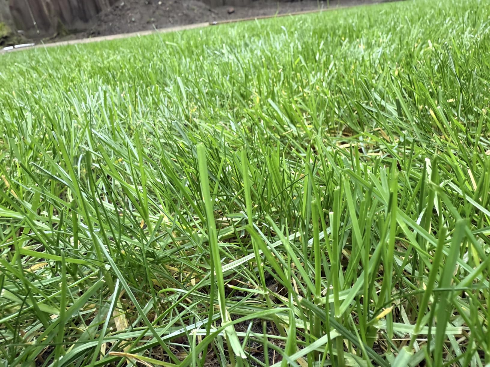 LawnMaster CLM2413A Cordless 13-Inch Lawn Mower 24V Max with 2X4.0Ah Battery and a Charger - Customer Photo 1