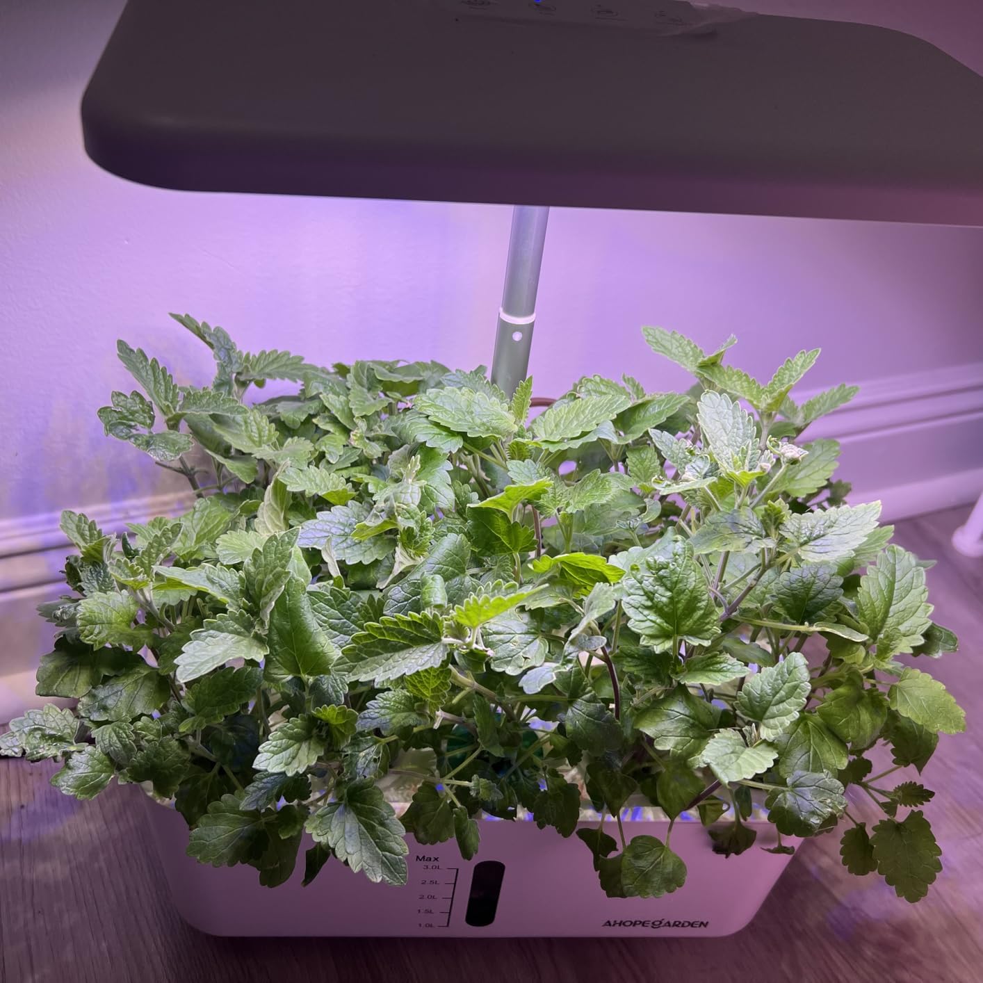 Ahopegarden Indoor Garden Hydroponics Growing System: 10 Pods Plant Germination Kit Herb Vegetable Growth Lamp Countertop with LED Grow Light - Hydrophonic Planter Grower Harvest Lettuce - Customer Photo 4