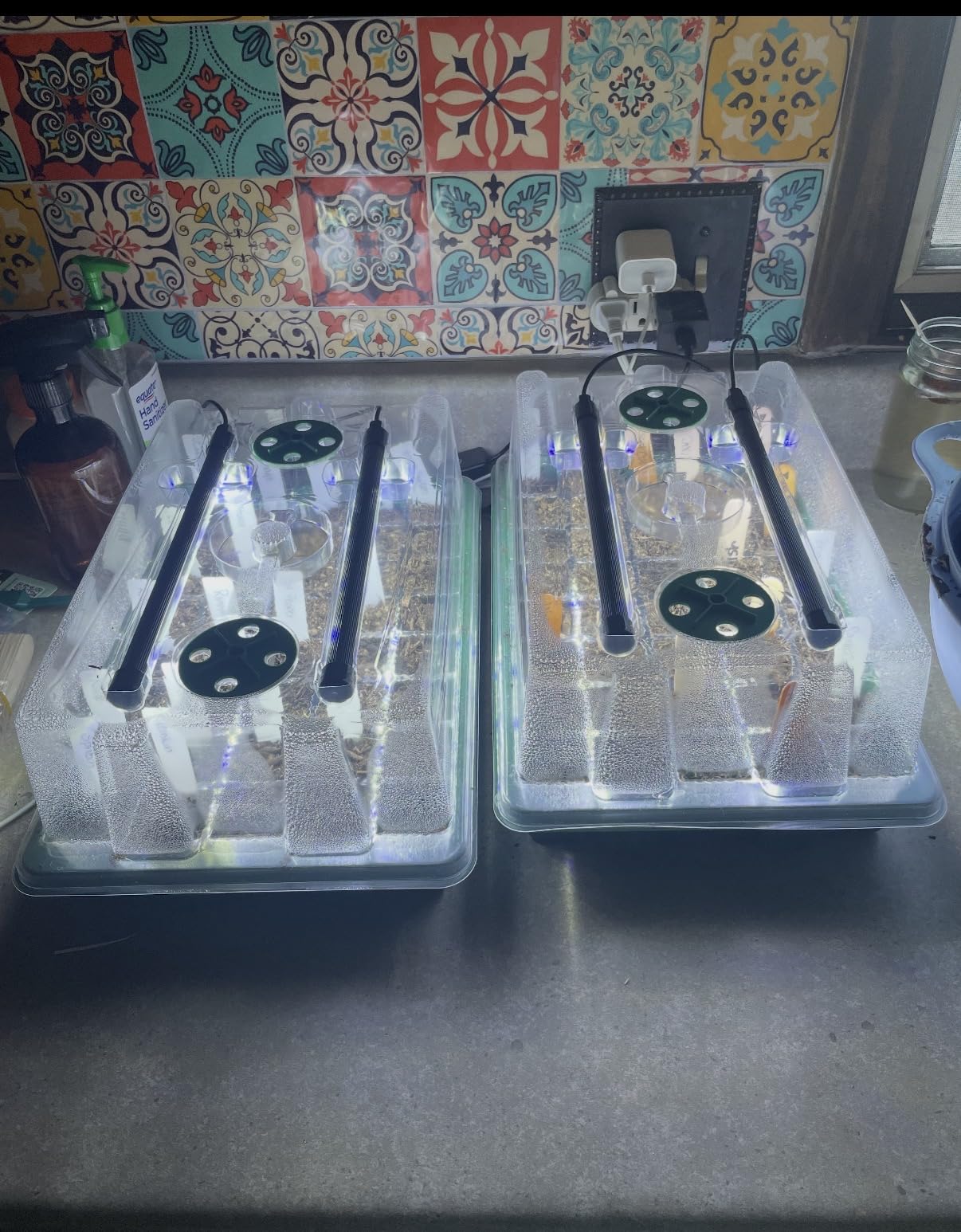 BlumWay Seed Starter Tray with Grow Light, 2 Pack 80 Cells Seedling Tray Kit with Humidity Dome, Indoor Plant Starter Kit, Adjustable Brightness Plant Germination Trays - Customer Photo 1