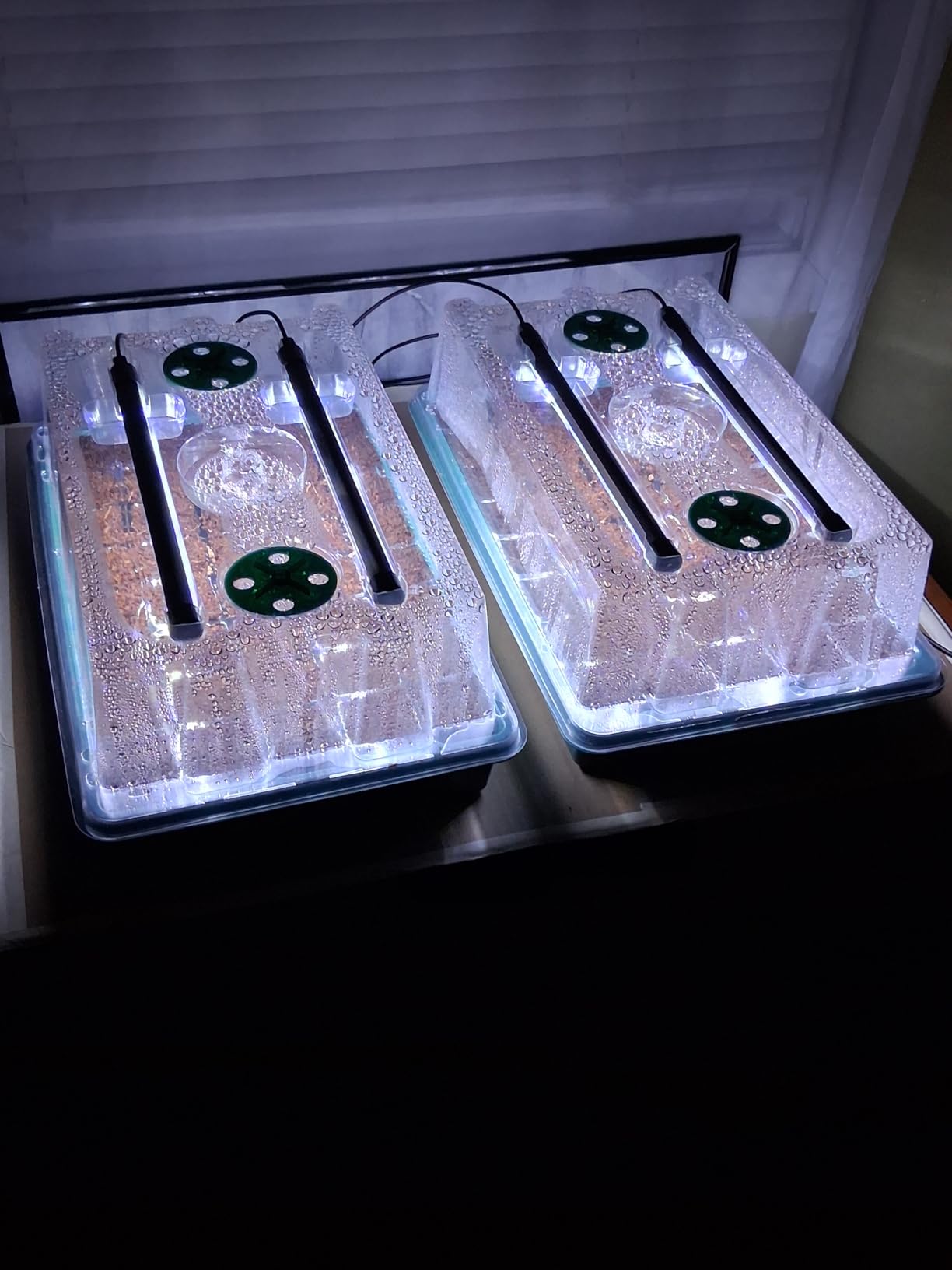 BlumWay Seed Starter Tray with Grow Light, 2 Pack 80 Cells Seedling Tray Kit with Humidity Dome, Indoor Plant Starter Kit, Adjustable Brightness Plant Germination Trays - Customer Photo 2