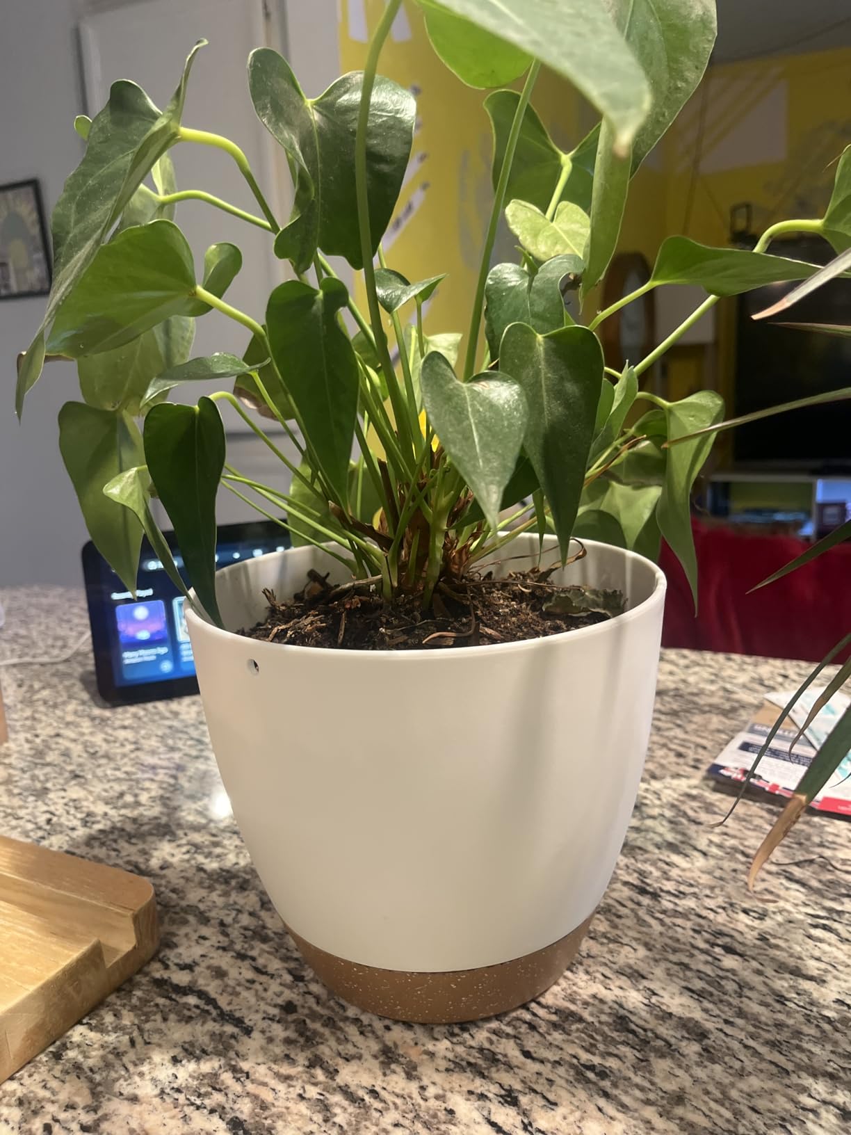 Hanging Planters for Indoor Outdoor Plants, 2 Pack Self Watering Hanging Pot with Drainage Holes & Removable Tray (Black, 10'') - Customer Photo 1