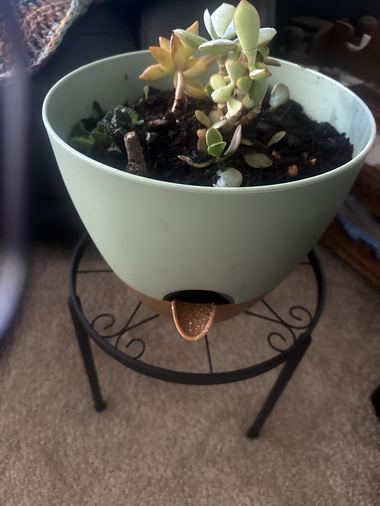 Plant Pots 10/9/8/7.5/7 Inch Self Watering Pots, Set of 5 Plastic Planters with Drainage Holes and Saucers, Plastic Flower Pots, Nursery Planting Pot for Indoor Out Door Plants (Green) - Customer Photo 2