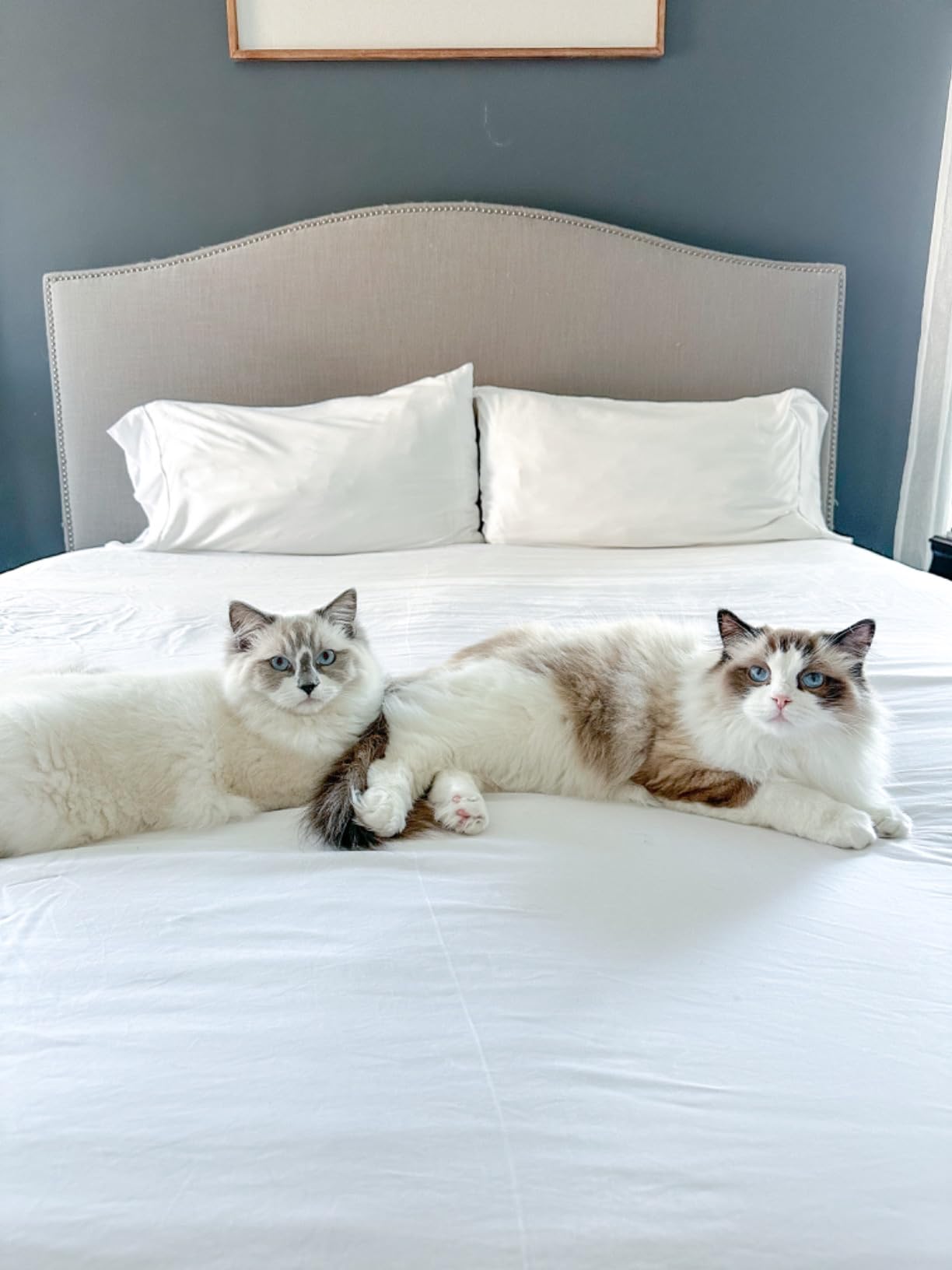 ettitude 100% Lyocell from Organic Bamboo Sheet Set – Silky-Soft, Cooling, Breathable Sateen Sheets with Deep Pockets, Hypoallergenic & Sustainable Bedding, Oeko-TEX Verified (Queen, Cloud White) Customer Review ettitude 100% Lyocell from Organic Bamboo Sheet Set – Silky-Soft, Cooling, Breathable Sateen Sheets with Deep Pockets, Hypoallergenic & Sustainable Bedding, Oeko-TEX Verified (Queen, Cloud White) - Customer Photo 1