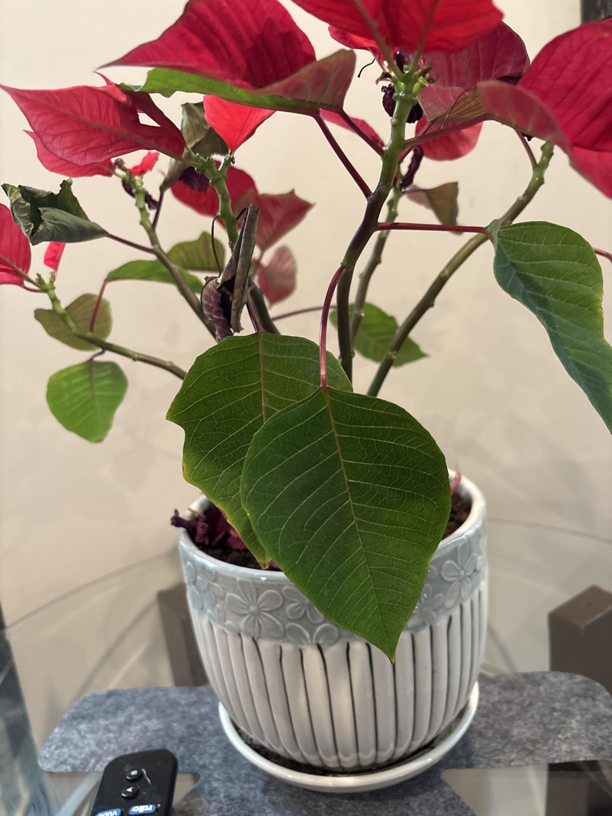Ceramic Plant Pots Set of 3, 6.75/5.6/4.2 inch Planters with Drainage Holes and Saucer, Flower Pot Outdoor Indoor, Modern Decorative Planters for House Plants Garden Planters Succulent Pots - Customer Photo 2