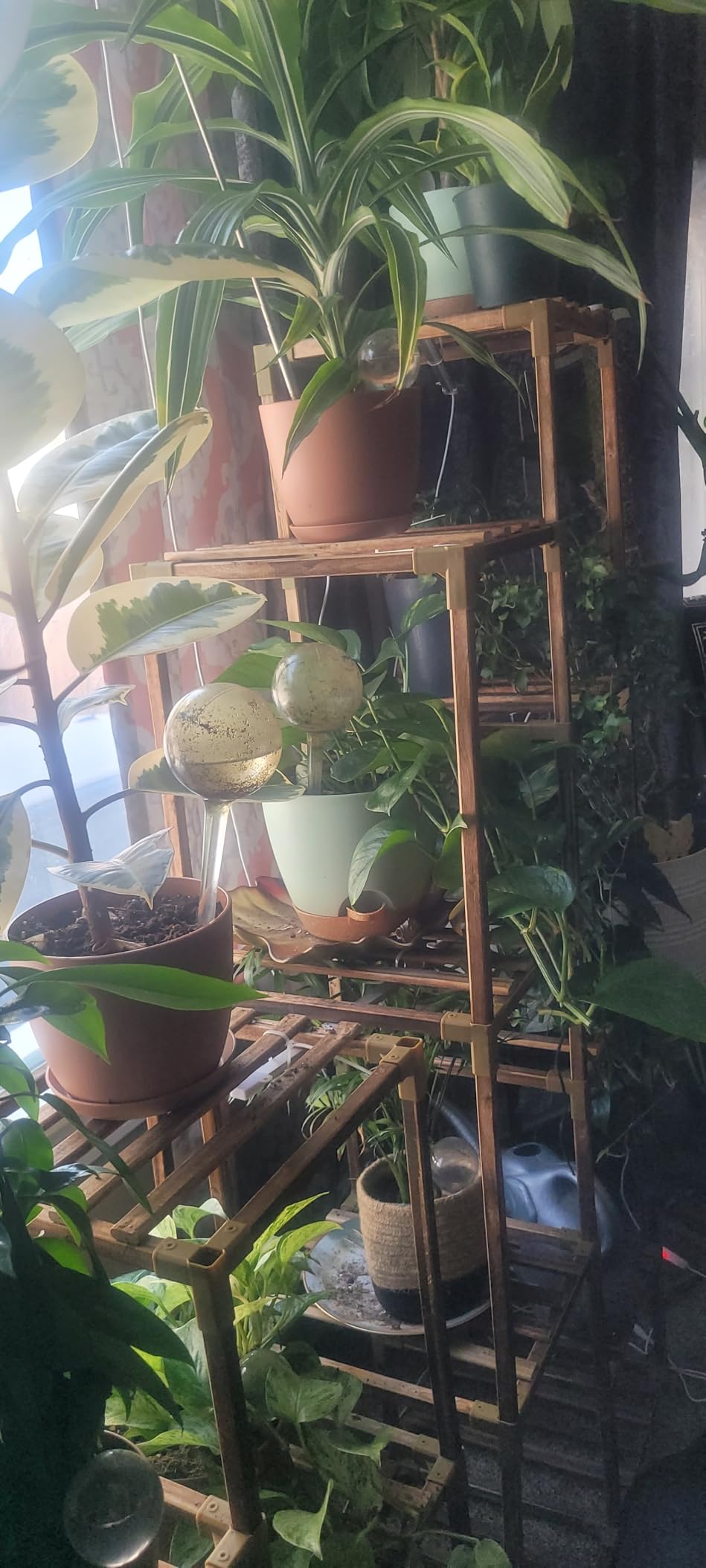 Indoor Self Watering Planters with Drainage Holes and Saucers, 8, 7, 6.5, 6, 5.5, 5 Inches, Black, 6 Pots - Customer Photo 1