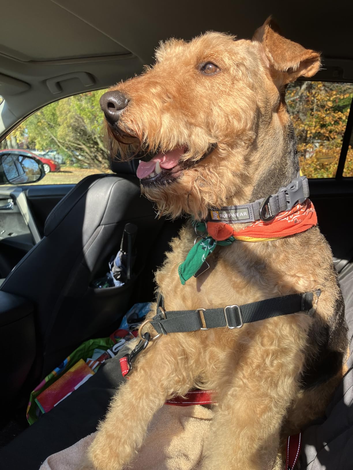 Ruffwear Front Range Dog Collar, Adjustable Tubelok Webbing, Lightweight, Side Release Buckle, Aluminum V-Ring, Durable for Everyday Use, River Rock Green, 14