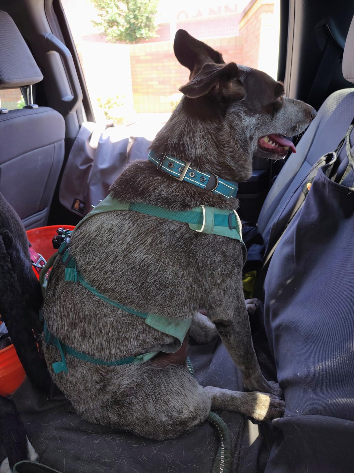 Ruffwear Flagline Dog Harness, Lightweight and Reflective, No Pull Dog Lift Harness for Hiking, Running and Everyday Use - Customer Photo 5