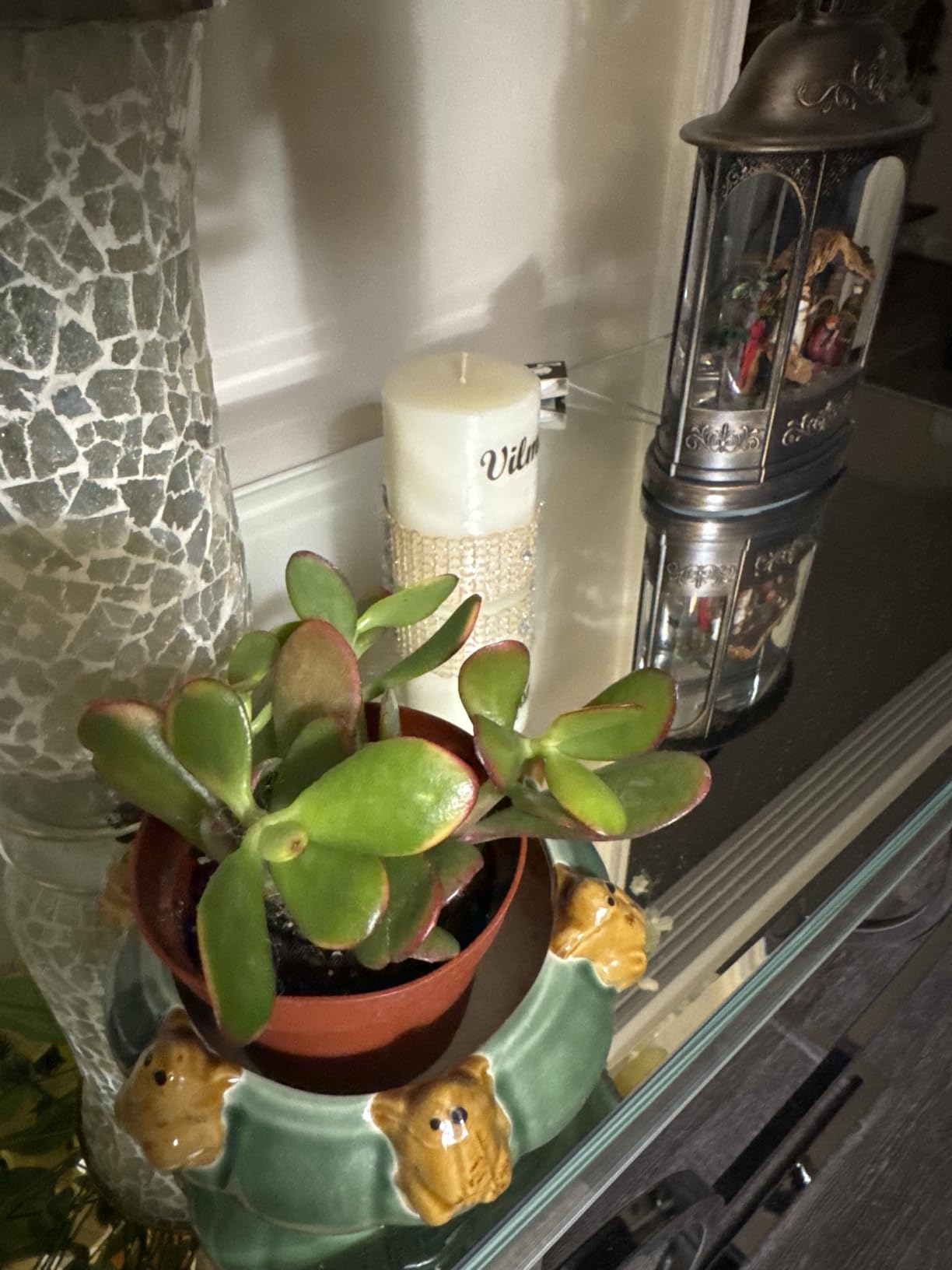 Jade Plant 4 Jade Plant 4