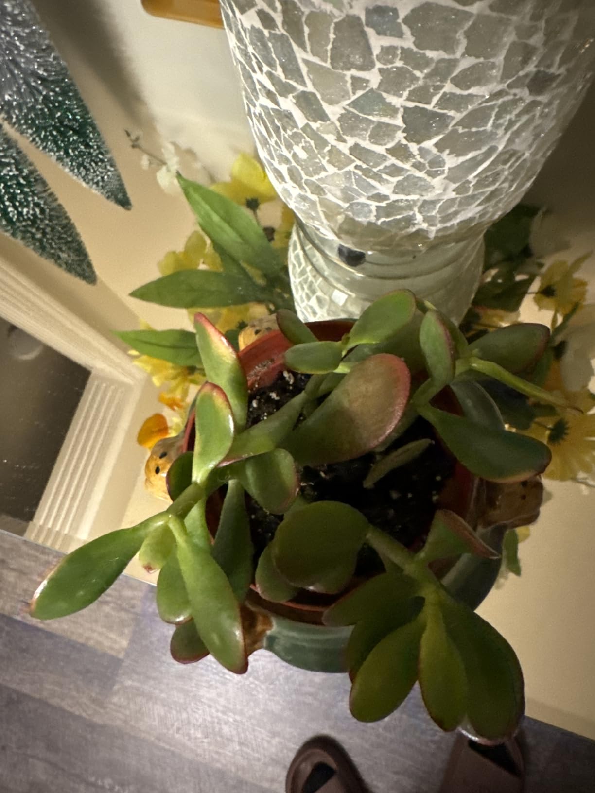 Jade Plant 4 Jade Plant 4