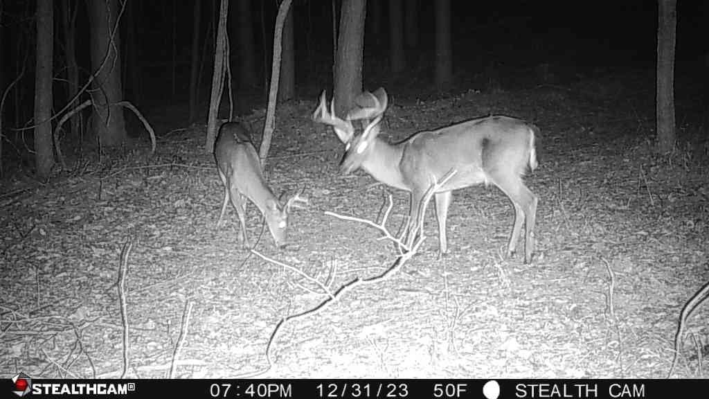 Stealth Cam Fusion MAX Dual Sim 36MP Photo & 1080P HD Video 0.35 Sec Trigger Speed App-Control Hunting Cellular Trail Camera - Available on AT&T & Verizon | 2 Pack Customer Review Stealth Cam Fusion MAX Dual Sim 36MP Photo & 1080P HD Video 0.35 Sec Trigger Speed App-Control Hunting Cellular Trail Camera - Available on AT&T & Verizon | 2 Pack - Customer Photo 1