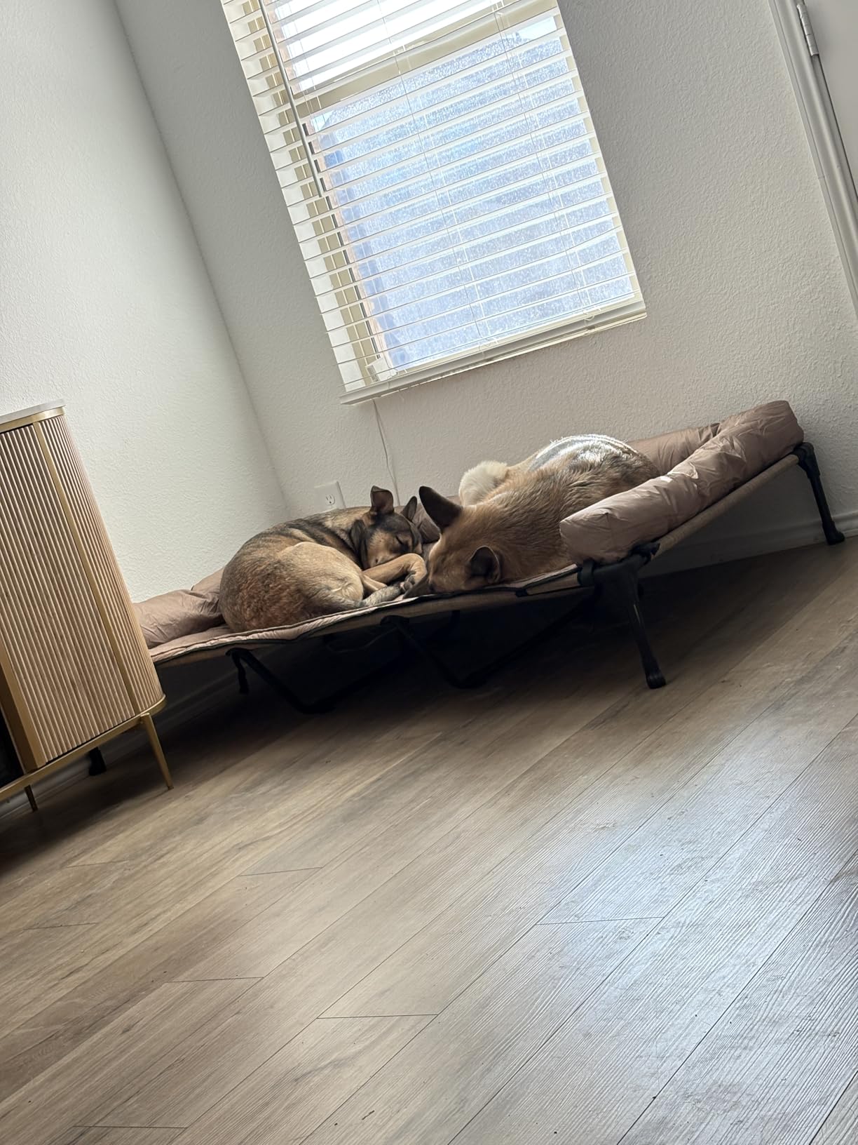 Veehoo Cooling Elevated Dog Bed Add Removable Waterproof Bolster Cushion Mat, Raised Pet Cot with Breathable Teslin Mesh, No-Slip Feet, Dog Couch Bed for Indoor Outdoor, 42x30inches, Black, CWC2331B - Customer Photo 1
