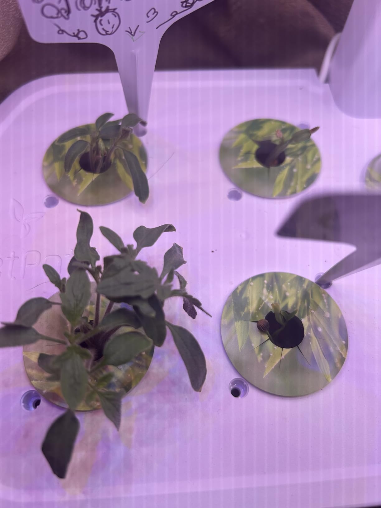 LetPot LPH-Air Hydroponics Growing System Kits, APP & WiFi Controlled Smart Indoor Garden with Adjustable 24W Grow Light Full Spectrum, 10 Pods Planter Indoor Gardening for Gifts, Kitchen, Vegetable - Customer Photo 1