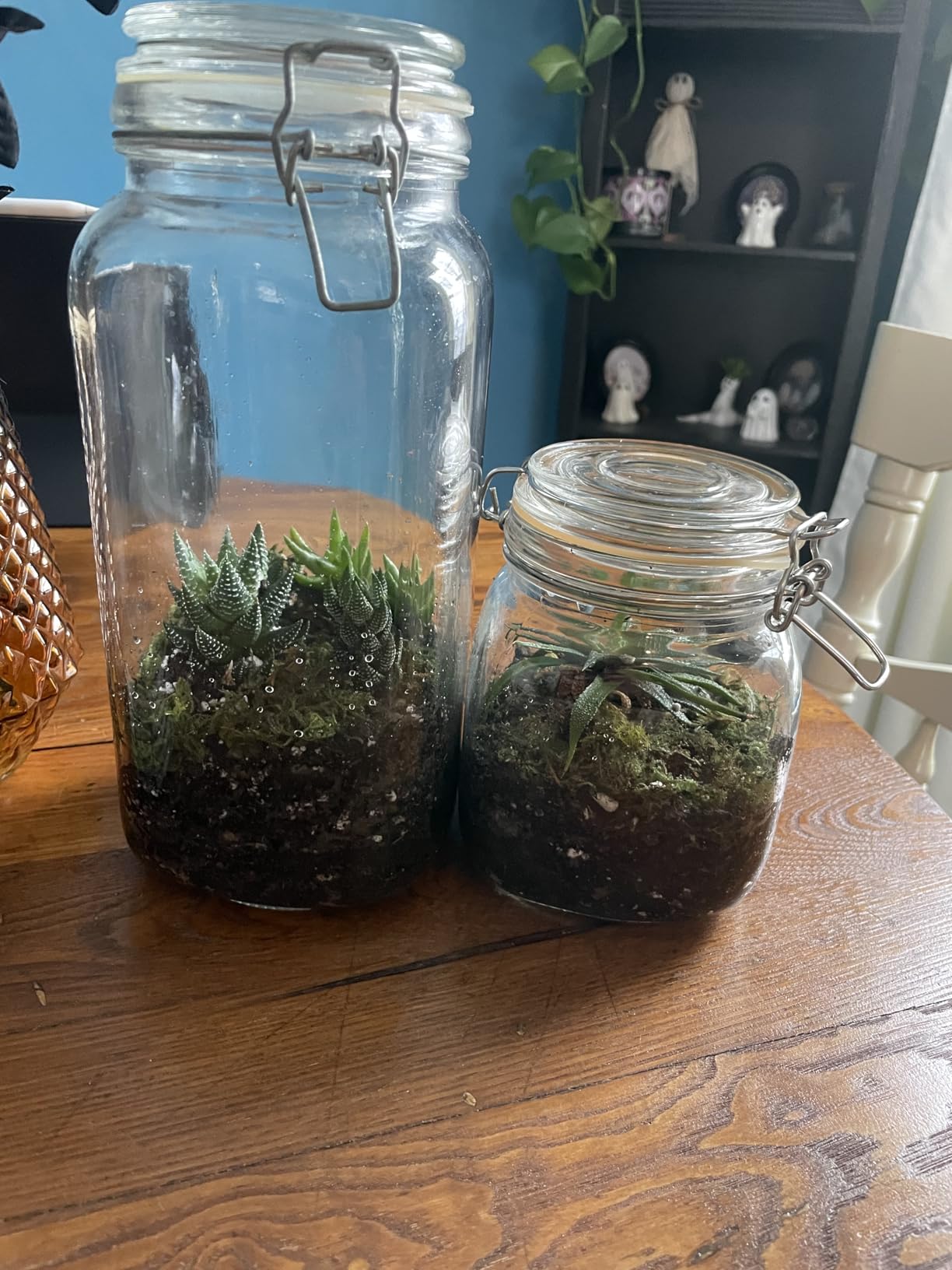 Sprout N Green Haworthia Collection, 3 Live Succulent Plant Fully Rooted in 2inch Starter Pot, Home Office Indoor Outdoor Wedding Decoration DIY Projects Party Favor Customer Review Sprout N Green Haworthia Collection, 3 Live Succulent Plant Fully Rooted in 2inch Starter Pot, Home Office Indoor Outdoor Wedding Decoration DIY Projects Party Favor - Customer Photo 1
