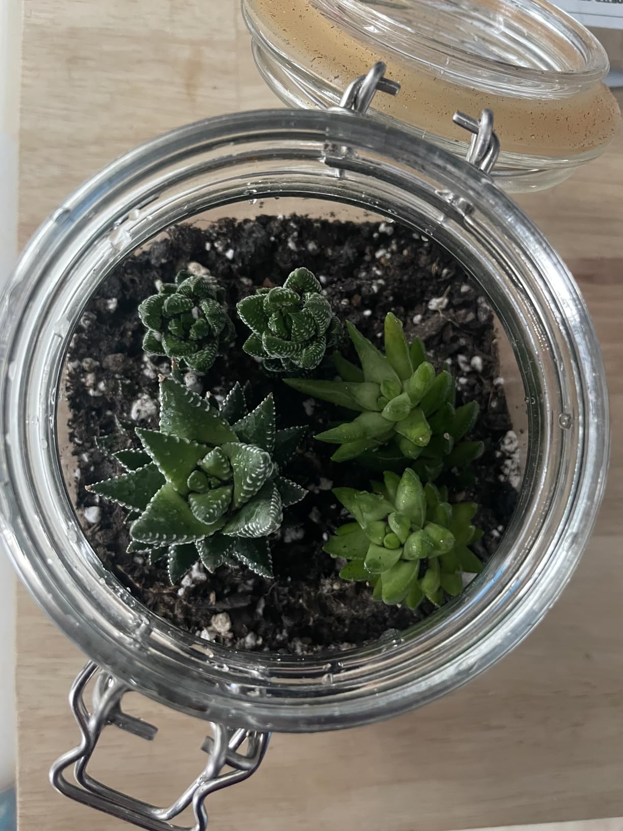 Sprout N Green Haworthia Collection, 3 Live Succulent Plant Fully Rooted in 2inch Starter Pot, Home Office Indoor Outdoor Wedding Decoration DIY Projects Party Favor Customer Review Sprout N Green Haworthia Collection, 3 Live Succulent Plant Fully Rooted in 2inch Starter Pot, Home Office Indoor Outdoor Wedding Decoration DIY Projects Party Favor - Customer Photo 2