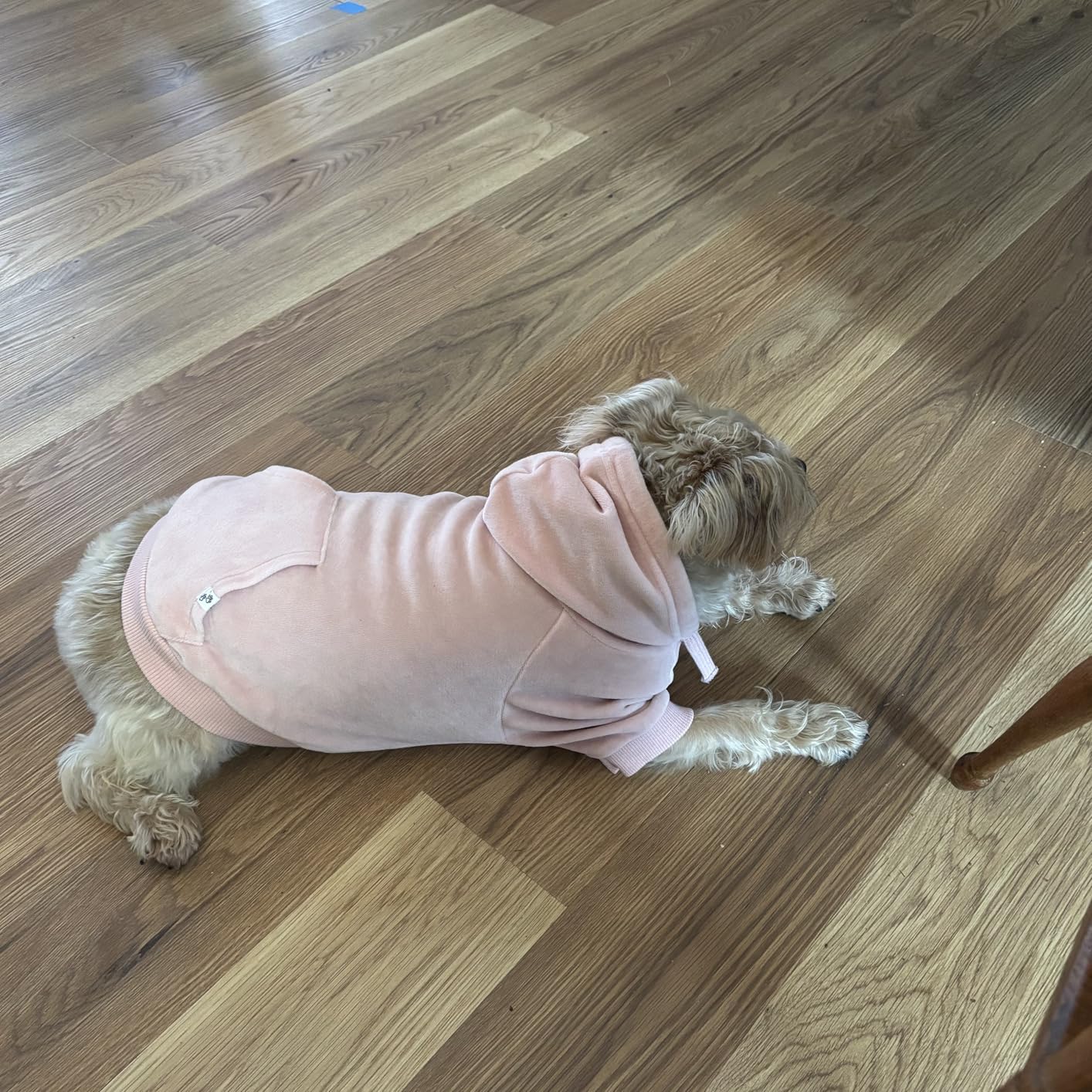Cooper II Organic Cotton Velour Dog Hoodie Pet Coat for Small, Medium and Large Dogs, Navy, Large Customer Review Cooper II Organic Cotton Velour Dog Hoodie Pet Coat for Small, Medium and Large Dogs, Navy, Large - Customer Photo 1
