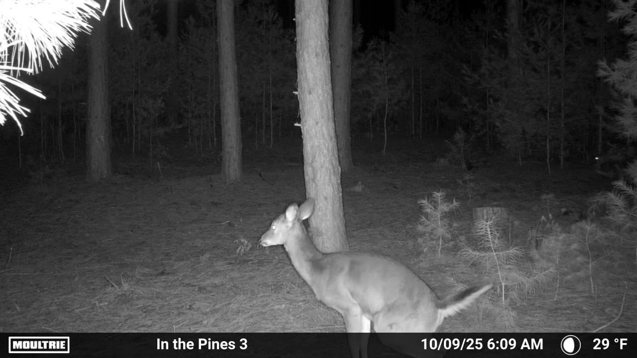 Moultrie Edge 2 Cellular Trail Camera - Auto Connect Nationwide 4G LTE - On Demand 36MP Photo - 1080P Video with HD Audio - 100 Ft Detection Range - Low Glow Flash Customer Review Moultrie Edge 2 Cellular Trail Camera - Auto Connect Nationwide 4G LTE - On Demand 36MP Photo - 1080P Video with HD Audio - 100 Ft Detection Range - Low Glow Flash - Customer Photo 1