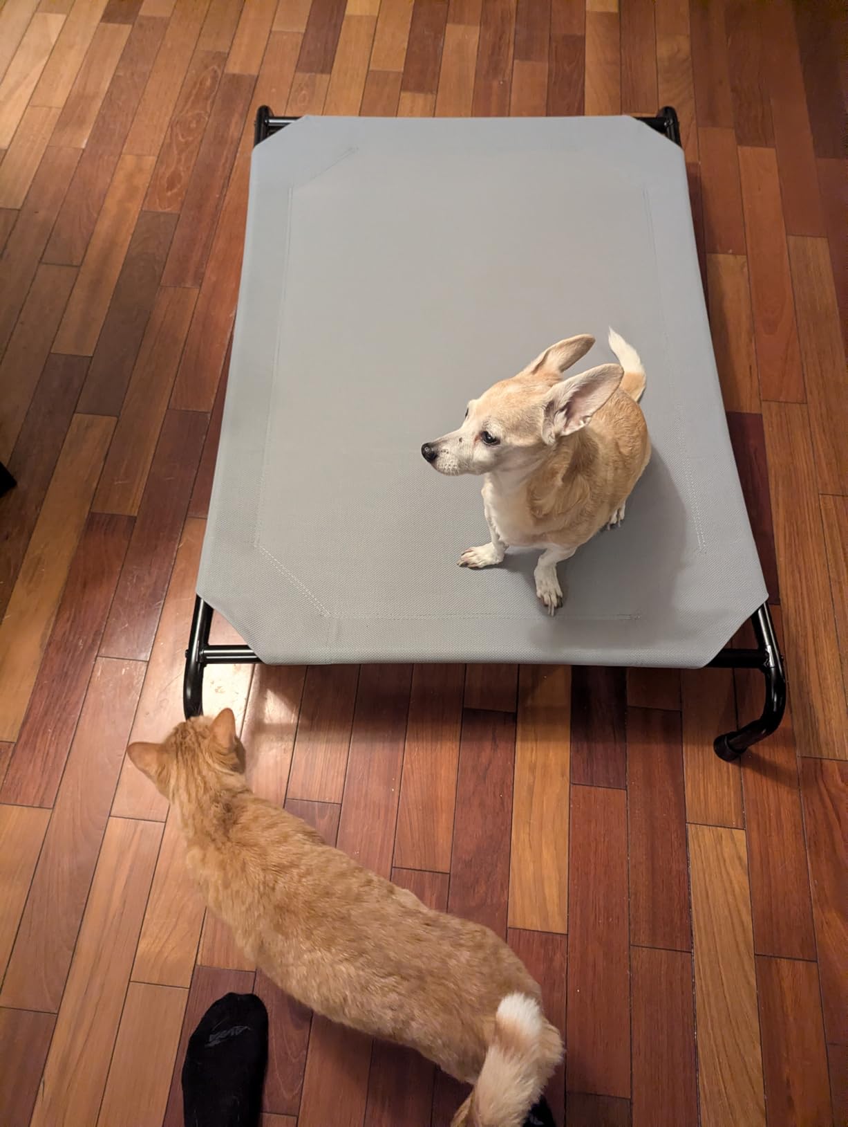 Simple Trending Raised Dog Bed for Large Dogs, Waterproof XL Dog Cot, Outdoor Cooling Elevated Pet Bed Load 200lb, 47.75