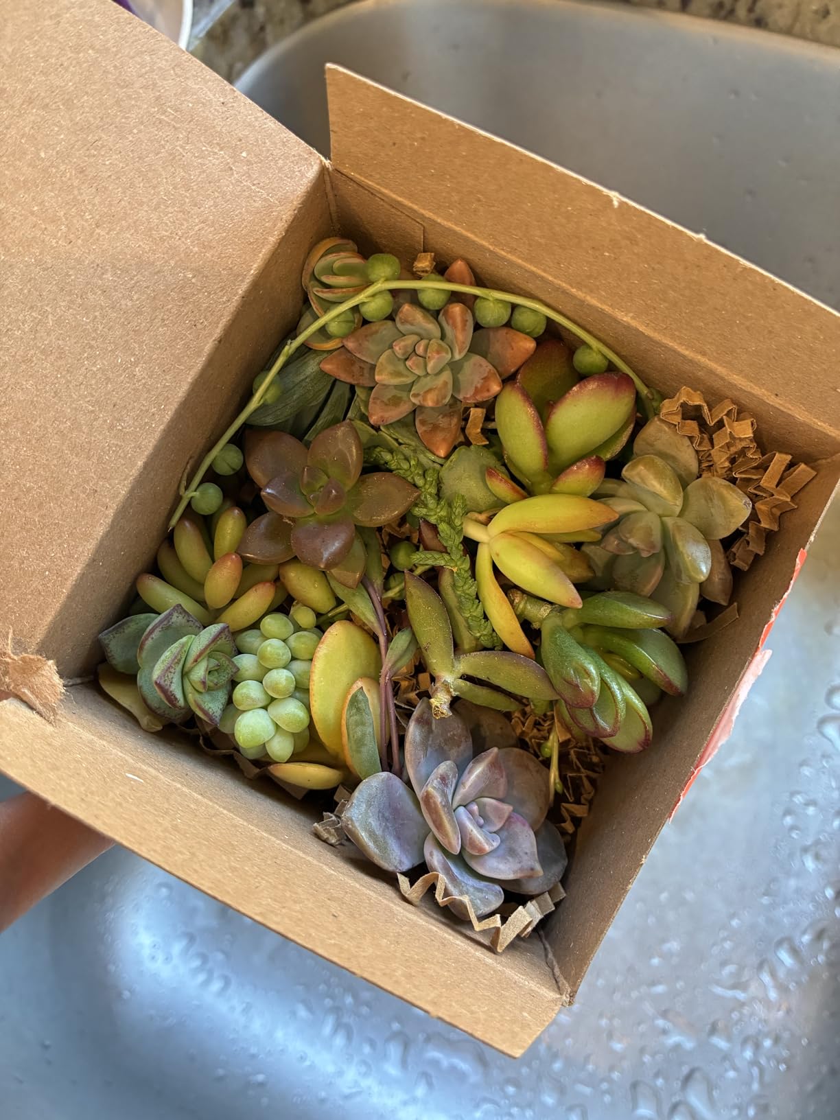 10 Mini Assorted Live Succulent Cuttings, No 2 Succulents Alike, Great for Terrariums, Mini Gardens, and as Starter Plants. Live Succulents Plants for DIY Projects and Home Decor (10, Mini) Customer Review 10 Mini Assorted Live Succulent Cuttings, No 2 Succulents Alike, Great for Terrariums, Mini Gardens, and as Starter Plants. Live Succulents Plants for DIY Projects and Home Decor (10, Mini) - Customer Photo 2
