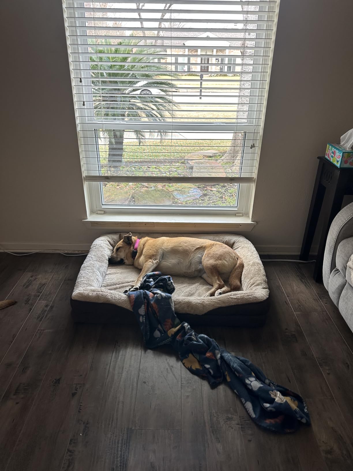 EHEYCIGA Orthopedic XL Dog Bed for Large Sized Dog, 42x30x7.5 Inch Extra Large Memory Foam Dog Couch Bed with Sides, Waterproof Liner & Washable Removable Cover, Bolster Pet Sofa, Grey - Customer Photo 1