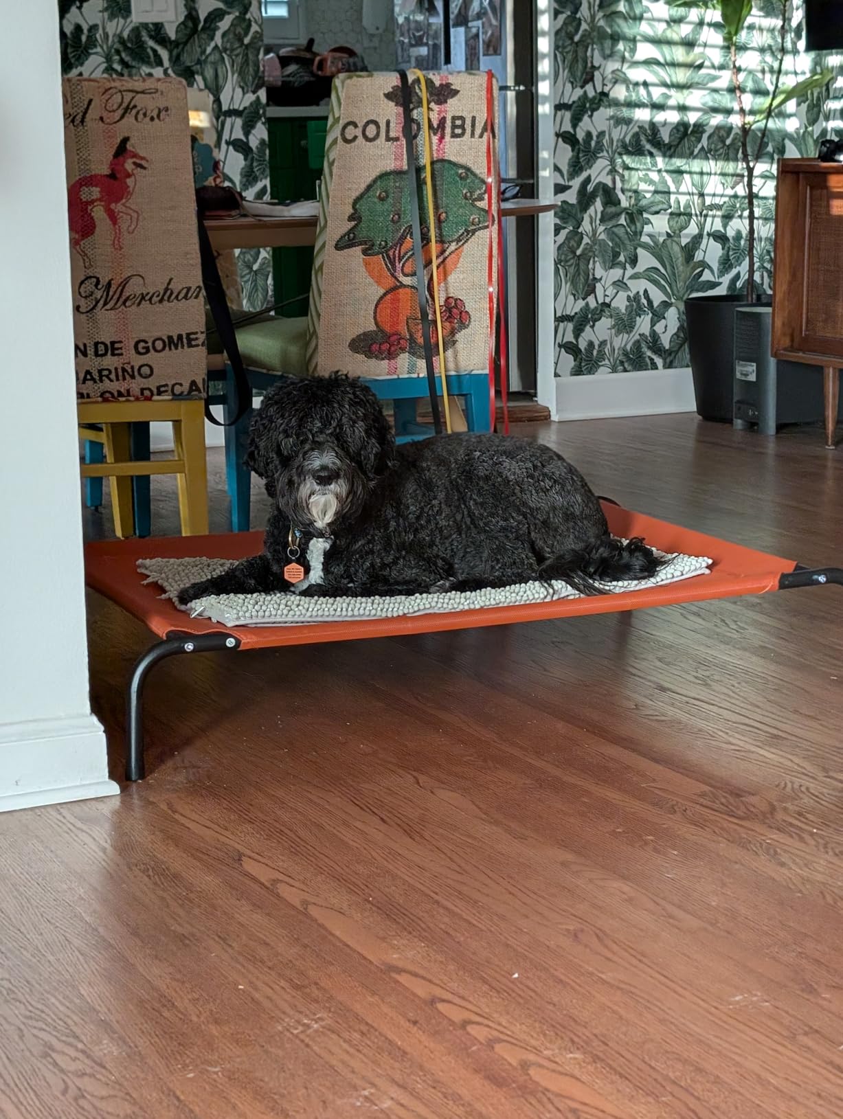 Love's cabin Elevated Cooling Dog Bed for Large Dogs, Portable Indoor & Outdoor Raised Pet Dog Cat Cot, Durable Summer Frame with Breathable Mesh, Grey, 48 inches - Customer Photo 1