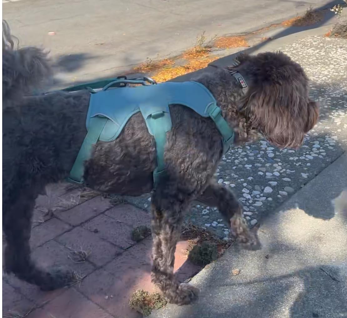 Ruffwear Web Master, Multi-Use Support Dog Harness, Hiking and Trail Running, Service and Working, Everyday Wear - Customer Photo 2