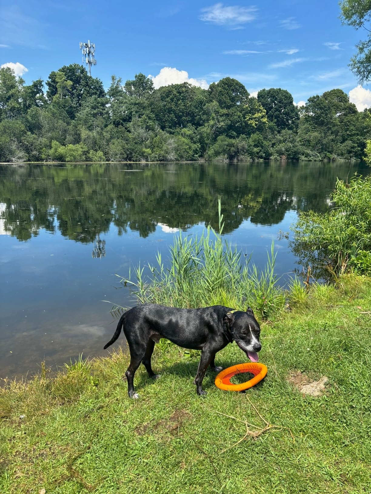 Ruffwear, Hydro Plane Dog Frisbee, Soft Buoyant Foam Floating Fetch Toy, Lightweight Interactive Water & Snow Toy, Gentle on Teeth, Durable Year-Round Outdoor Play, Tangelo Orange, 12