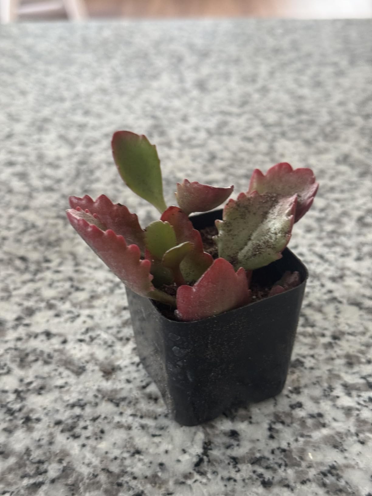 Succulents Plants Live 2inch Live Mini Succulent Plants, Easy Care House Plants Rooted in Succulent Soil Mix, by The Succulent Cult (Kalanchoe Longiflora Coccinea, 2 Inch) Customer Review Succulents Plants Live 2inch Live Mini Succulent Plants, Easy Care House Plants Rooted in Succulent Soil Mix, by The Succulent Cult (Kalanchoe Longiflora Coccinea, 2 Inch) - Customer Photo 1