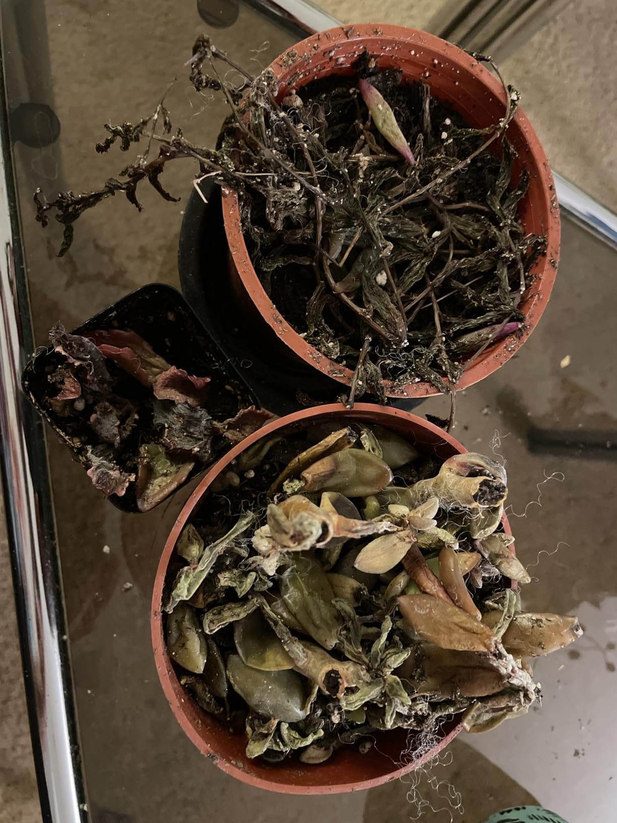 Succulents Plants Live 2inch Live Mini Succulent Plants, Easy Care House Plants Rooted in Succulent Soil Mix, by The Succulent Cult (Kalanchoe Longiflora Coccinea, 2 Inch) Customer Review Succulents Plants Live 2inch Live Mini Succulent Plants, Easy Care House Plants Rooted in Succulent Soil Mix, by The Succulent Cult (Kalanchoe Longiflora Coccinea, 2 Inch) - Customer Photo 2