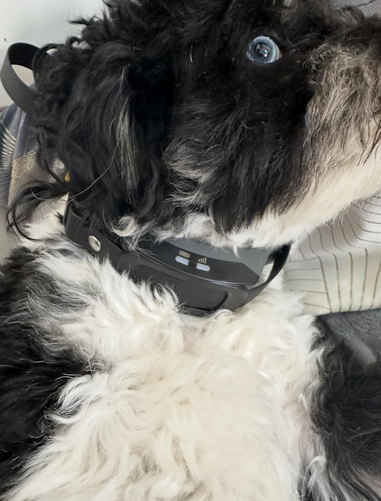 PetSafe Guardian GPS 2.0 Dog Fence + Tracking - Wireless GPS Dog Fence - Real-Time Tracking - Custom Boundaries System - Waterproof Collar - Comfortable Fit - Customer Photo 1