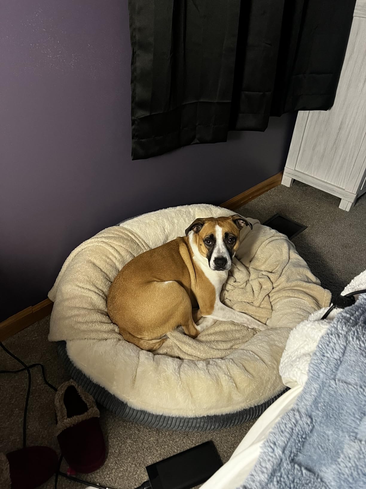 36 inches Donut Dog Bed for Large Dogs - Calming Round Pet Bed with Removable&Washable Cover, Plush Faux Fur & Corduroy, Fits Pets up to 80 lbs(Dark Grey, Large) - Customer Photo 1
