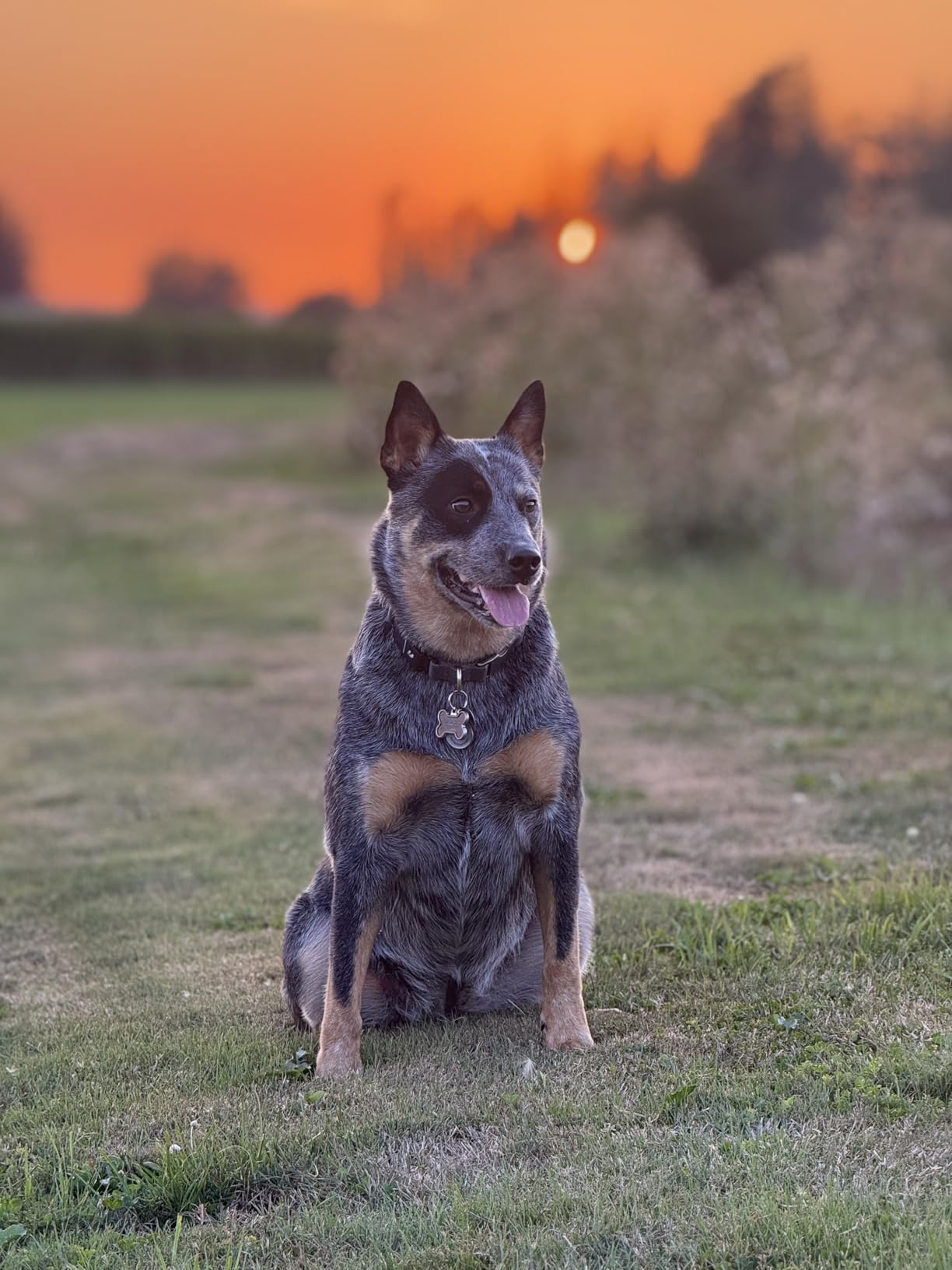 New Fi Series 3+ Smart Dog Tracker Collar [6 Month Membership Included] GPS Tracker for Dogs with Health & Behavior Monitoring, Escape Alerts, Waterproof, LED, Apple Watch Compatible (Pink, Large) - Customer Photo 1