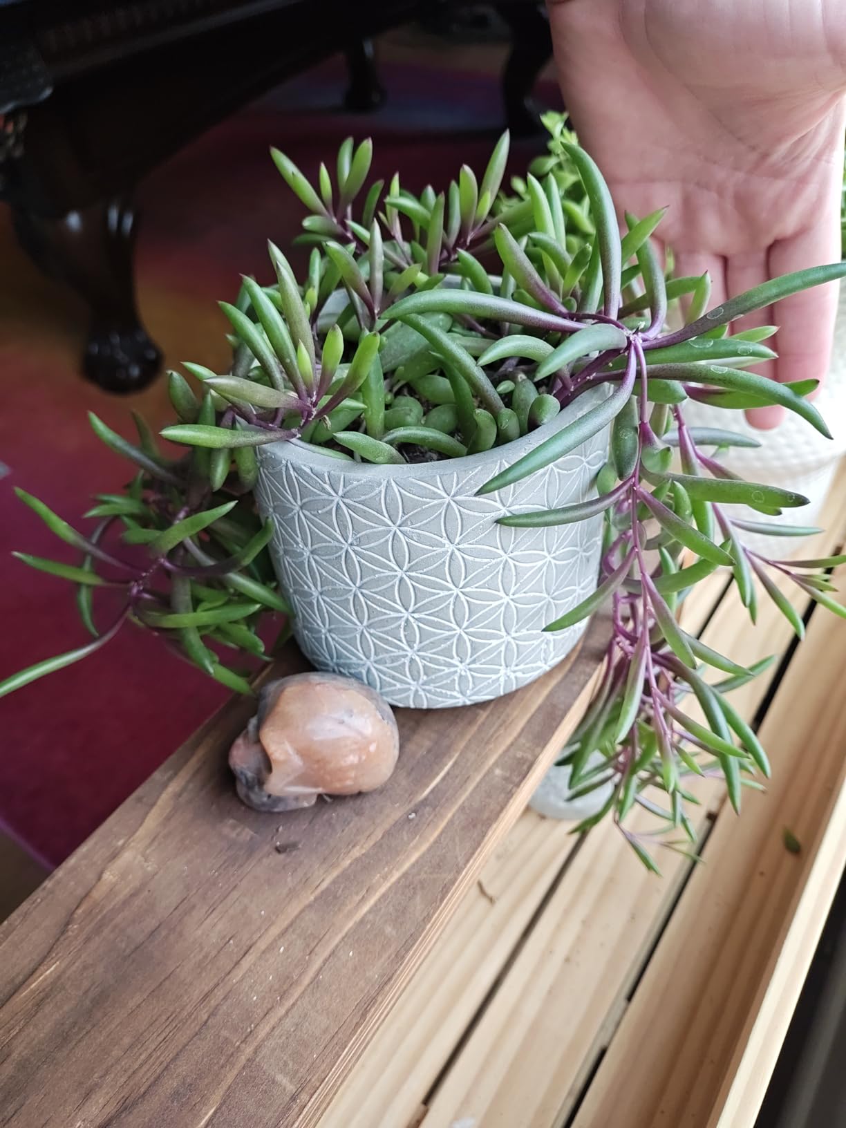 Succulents Plants Live Jade Plant 2 Succulents Plants Live Jade Plant 2
