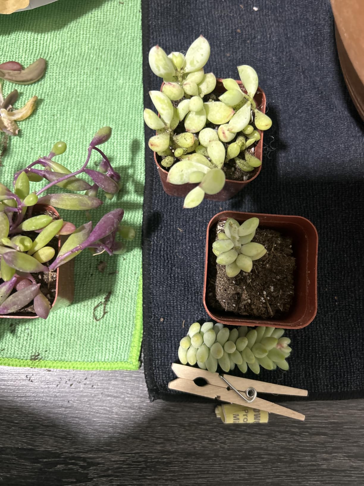 Succulents Plants Live Jade Plant 2 Succulents Plants Live Jade Plant 2