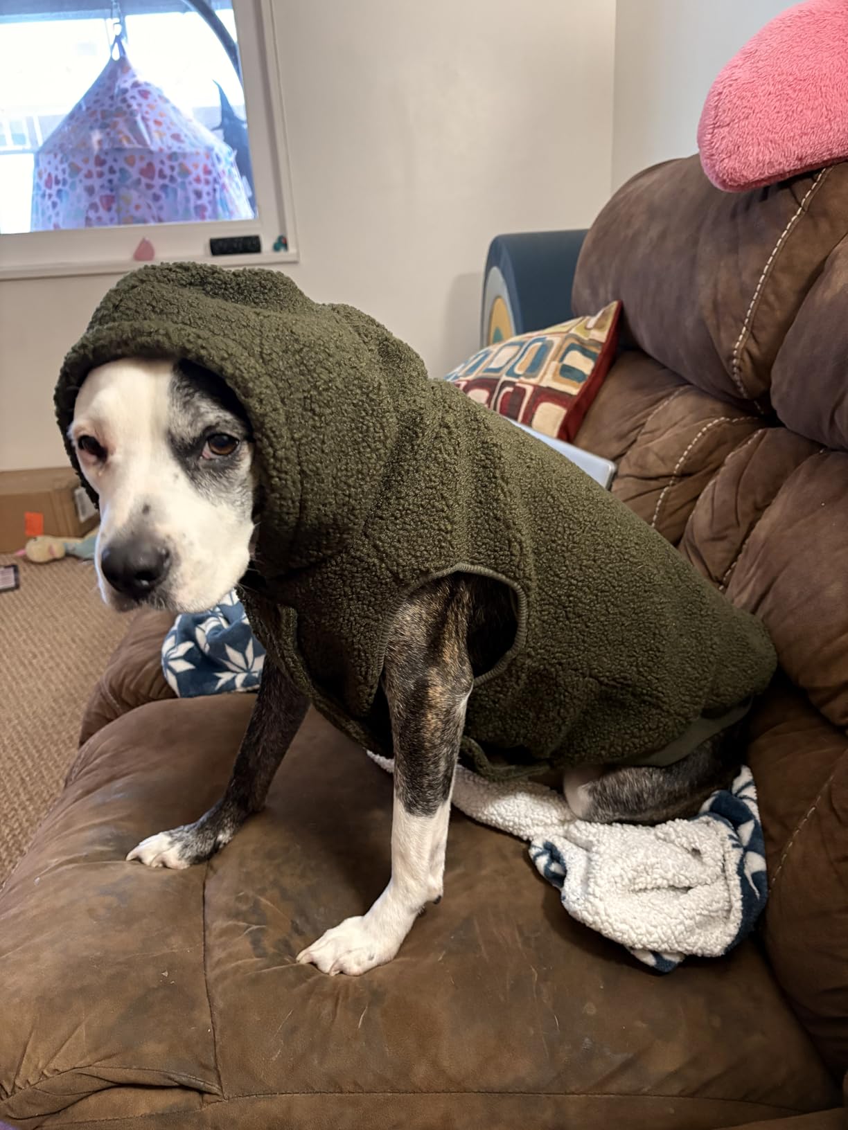 Tuff Pupper Fleece Dog Hoodie Sweater | Teddy Sherpa Outer & Soft Polar Fleece Lining | Adjustable Fit Winter Coat with Hood, Leash Hole, Ribbed Cuffs | for Small Medium Large XL XXL Dogs (Grey, L) Customer Review Tuff Pupper Fleece Dog Hoodie Sweater | Teddy Sherpa Outer & Soft Polar Fleece Lining | Adjustable Fit Winter Coat with Hood, Leash Hole, Ribbed Cuffs | for Small Medium Large XL XXL Dogs (Grey, L) - Customer Photo 1