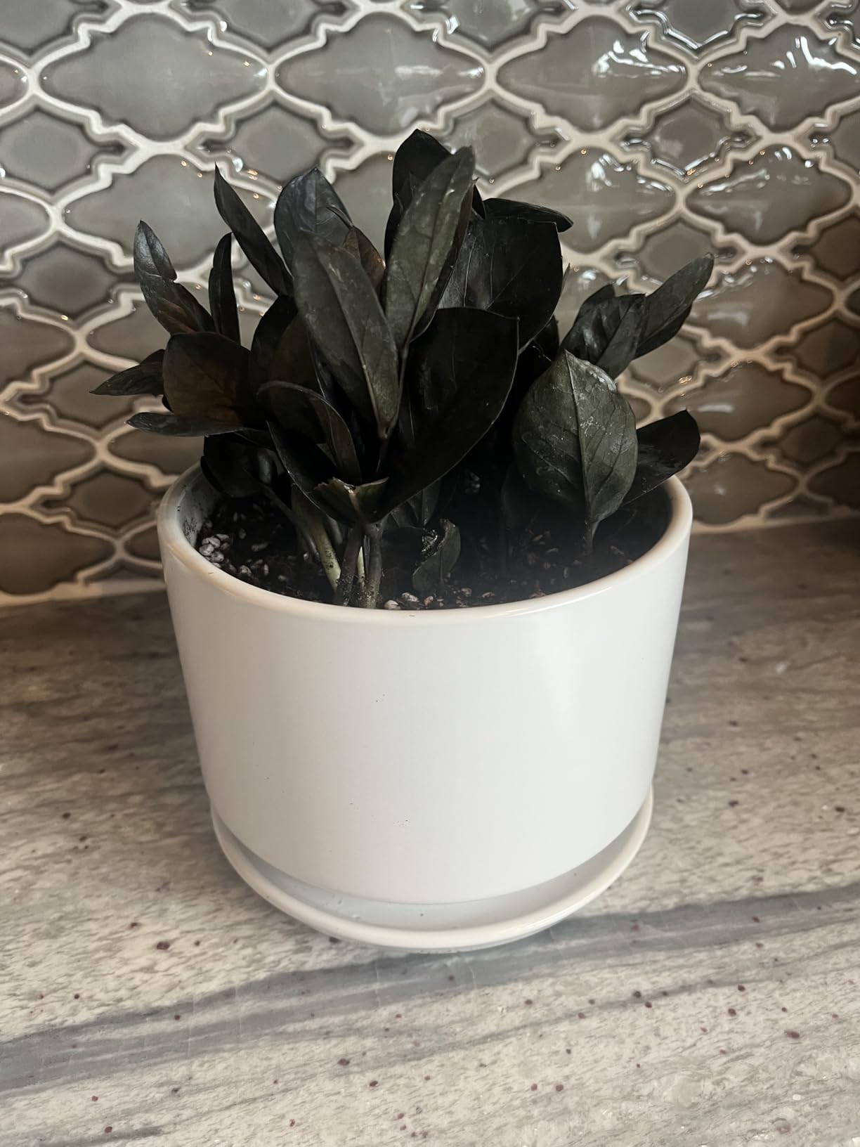 LE TAUCI Ceramic Pots for Plants, 6.8 Inch Plant Pots with Drainage Hole & Saucer, Modern Planter for Indoor Plants - Customer Photo 1