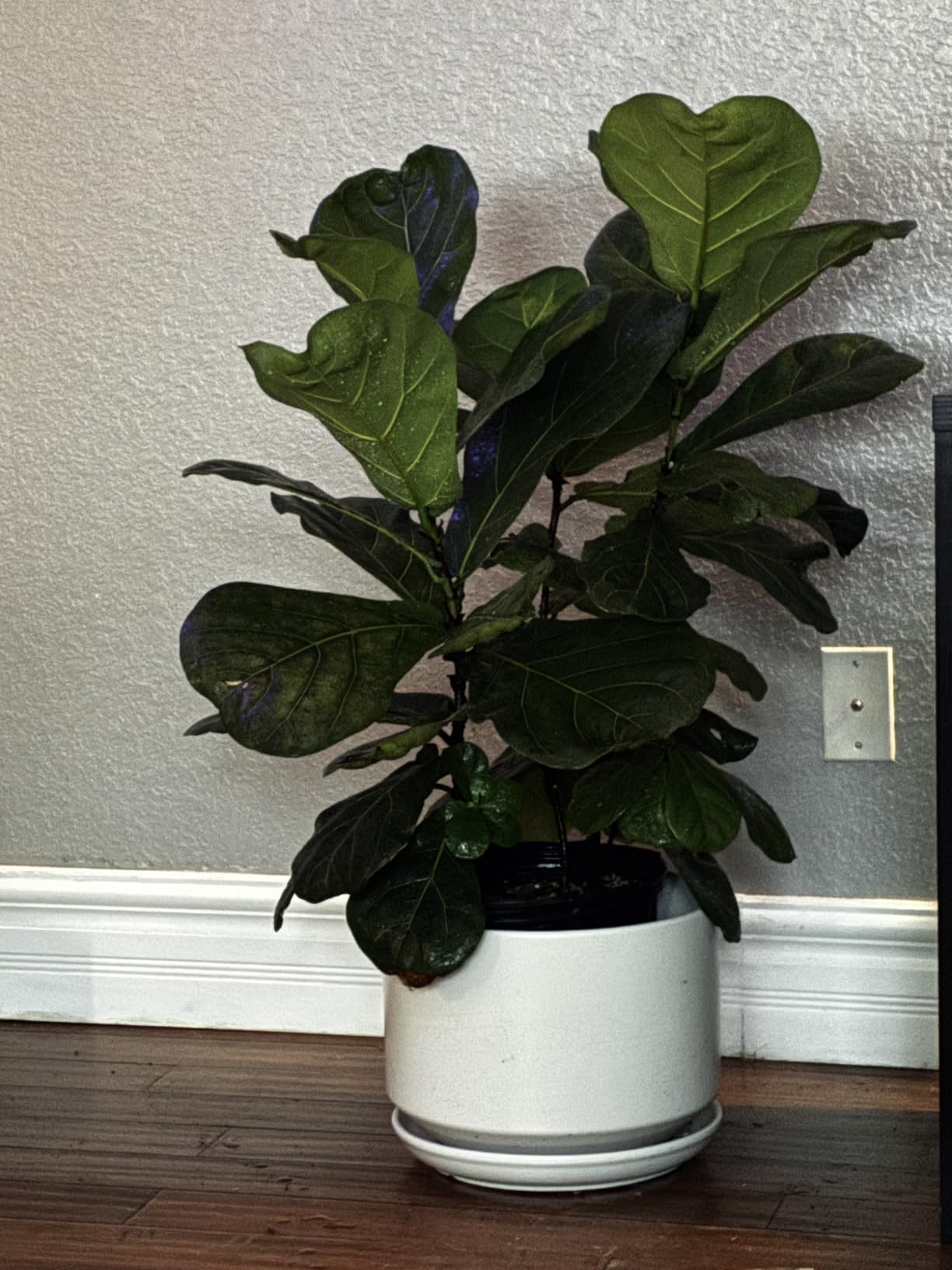 LE TAUCI Ceramic Pots for Plants, 6.8 Inch Plant Pots with Drainage Hole & Saucer, Modern Planter for Indoor Plants - Customer Photo 2