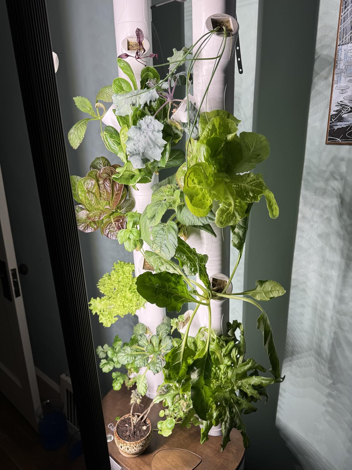 Gardyn Studio 1 Vertical Hydroponics Growing System Kit - 16 Non-GMO Plants, Herbs, Vegetables - Tower Garden - Hydroponic Herb Garden Planter Indoor Kit - Indoor Gardening System with LED Grow Lights - Customer Photo 3