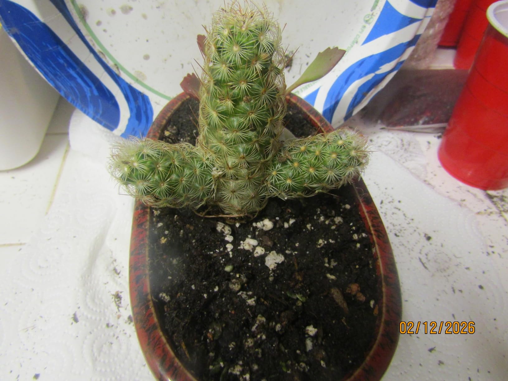 Sprout N Green Echeveria Firefly, Live Rare Succulent Potted 2 Sprout N Green Echeveria Firefly, Live Rare Succulent Potted 2