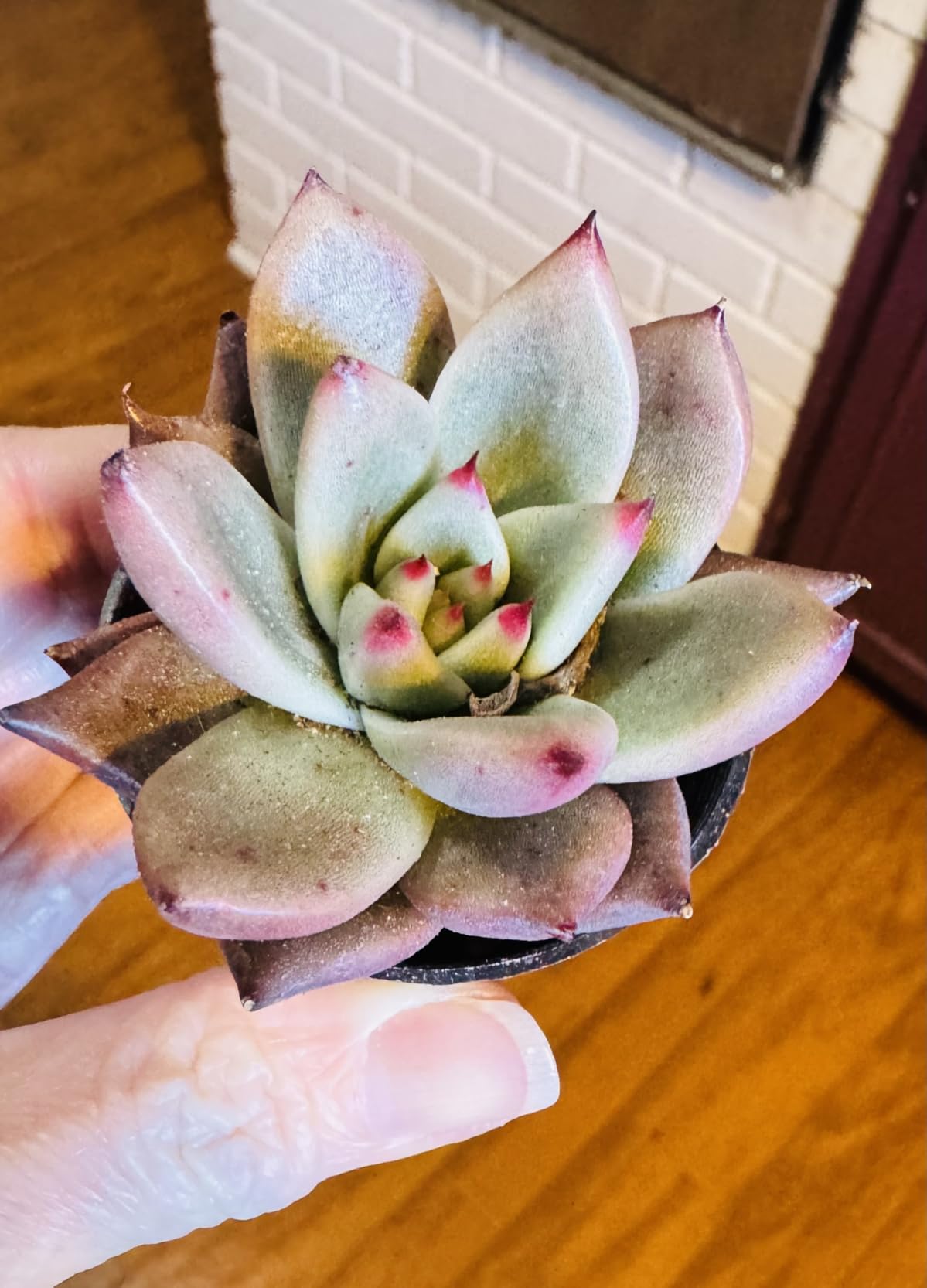 Sprout N Green Echeveria Firefly, Live Rare Succulent Potted 2 Sprout N Green Echeveria Firefly, Live Rare Succulent Potted 2