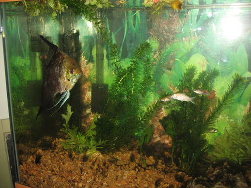 Fluval 50 Power Filter - Aquarium Filter for 20 to 50 Gallon Fish Tanks - Quiet Energy Efficient Pump - Mechanical, Chemical & Biological Filtration - Easy Install & Maintenance (Packaging May Vary) customer photo 2