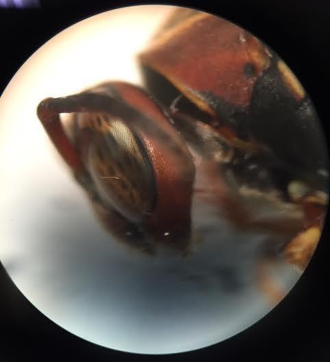 AmScope SE305R-PZ Forward Binocular Stereo Microscope, WF10x and WF20x Eyepieces, 10X-60X Magnification, 1X and 3X Objectives, Upper and Lower Halogen Light Source, Pillar Stand, 120V customer photo 1