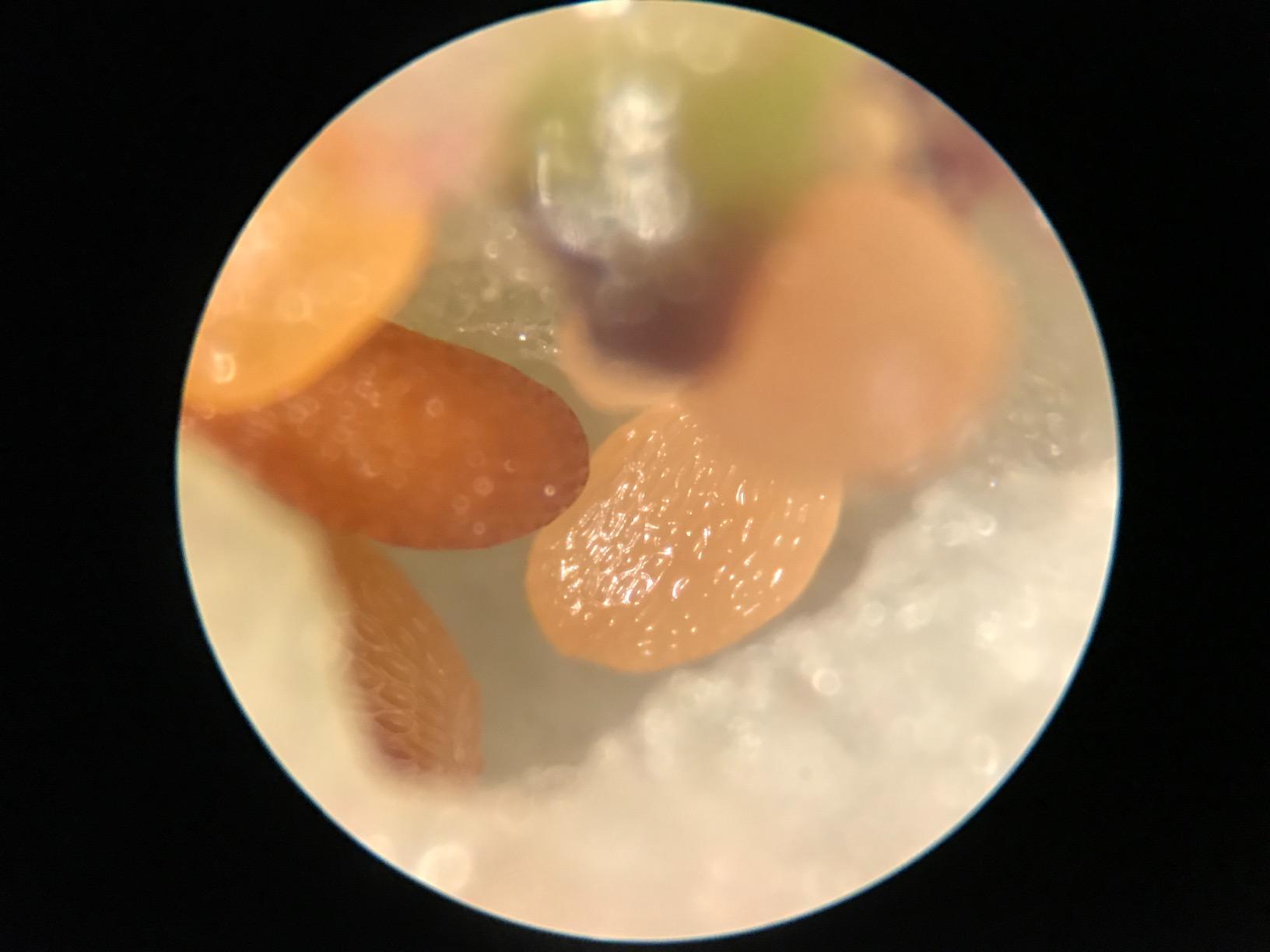 AmScope SE306R-P20 Forward-Mounted Binocular Stereo Microscope, WF20x Eyepieces, 40X and 80X Magnification, 2X and 4X Objectives, Upper and Lower Halogen Lighting, Reversible Black/White Stage Plate, Pillar Stand, 120V customer photo 1